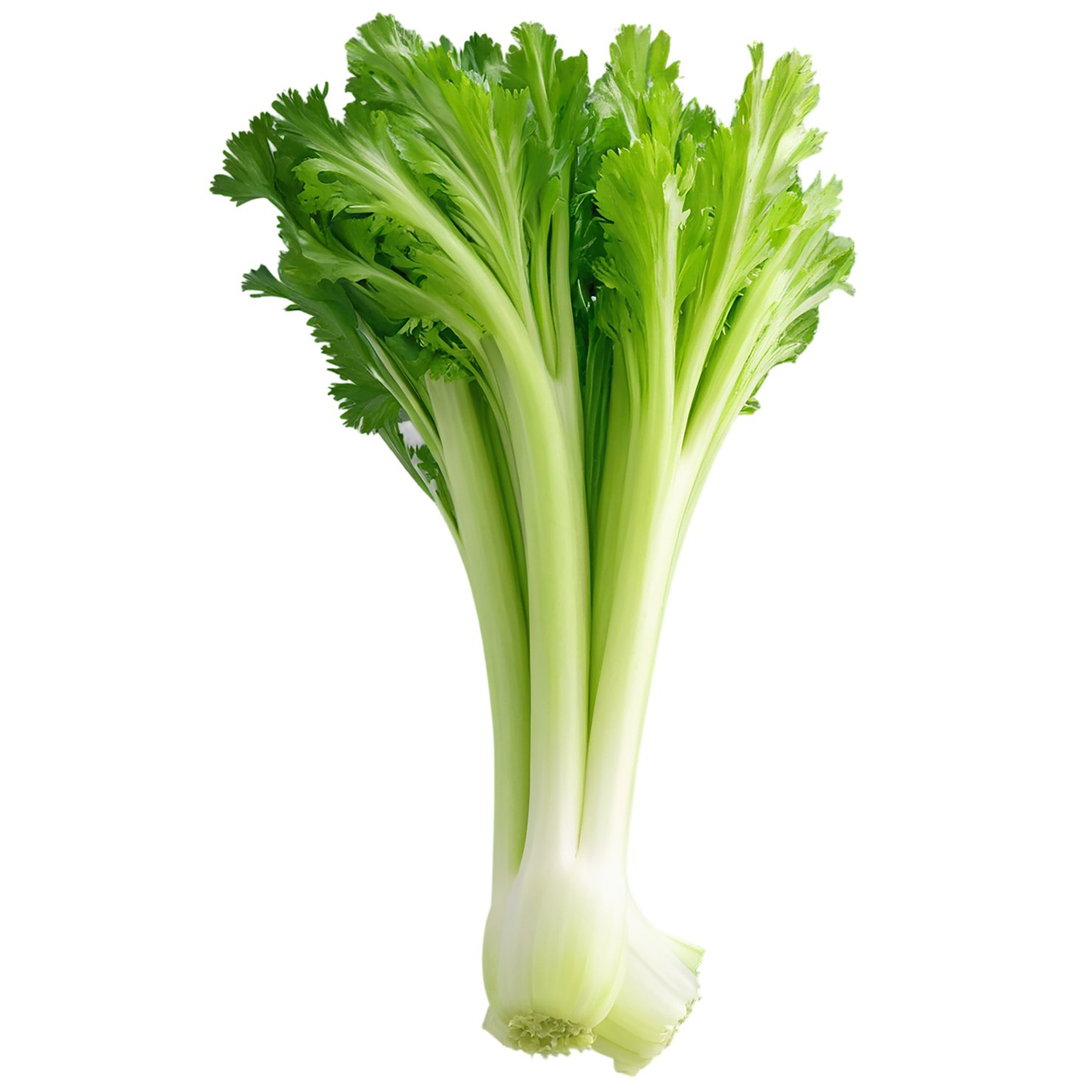Celery vegetables isolated on transparent background #11110