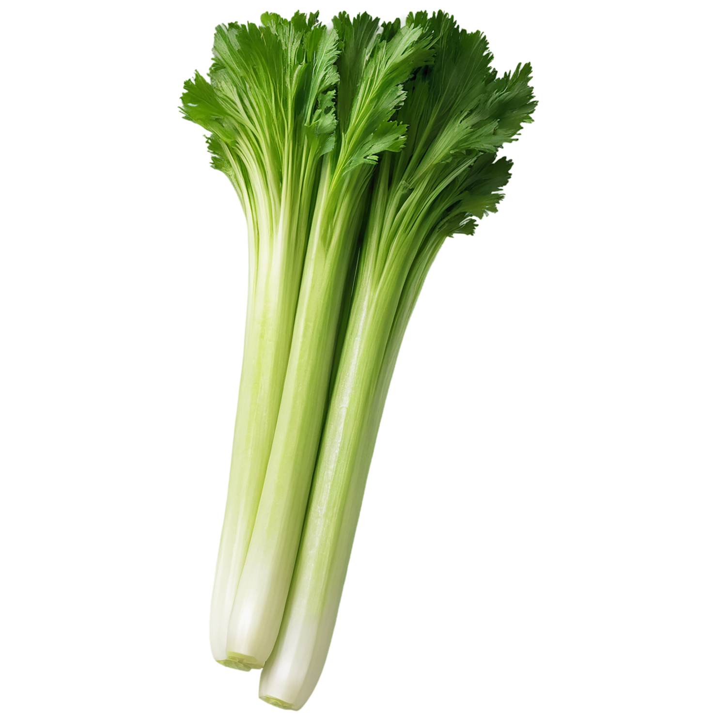 Celery vegetables isolated on transparent background #11111