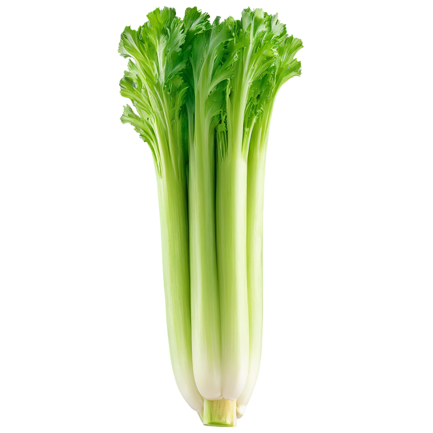 Celery vegetables isolated on transparent background #11113