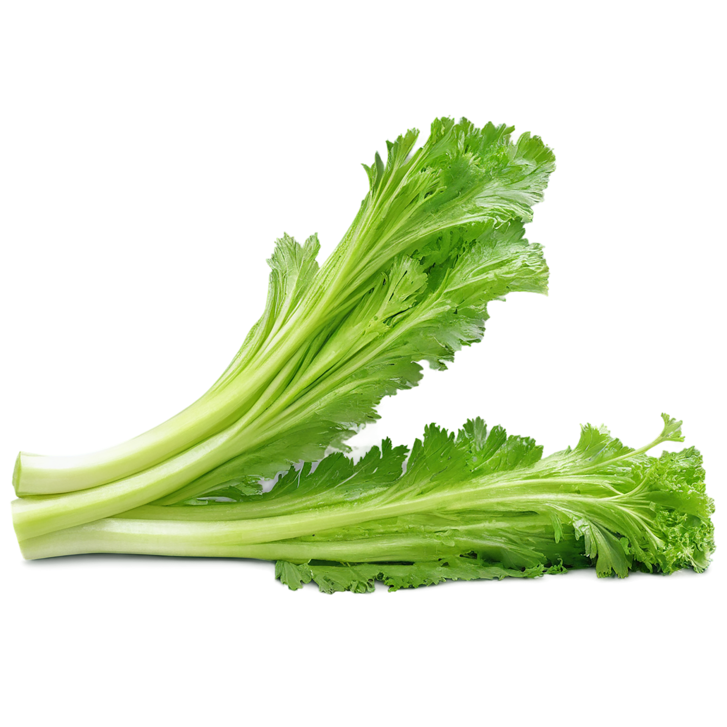 Celery vegetables isolated on transparent background #11114