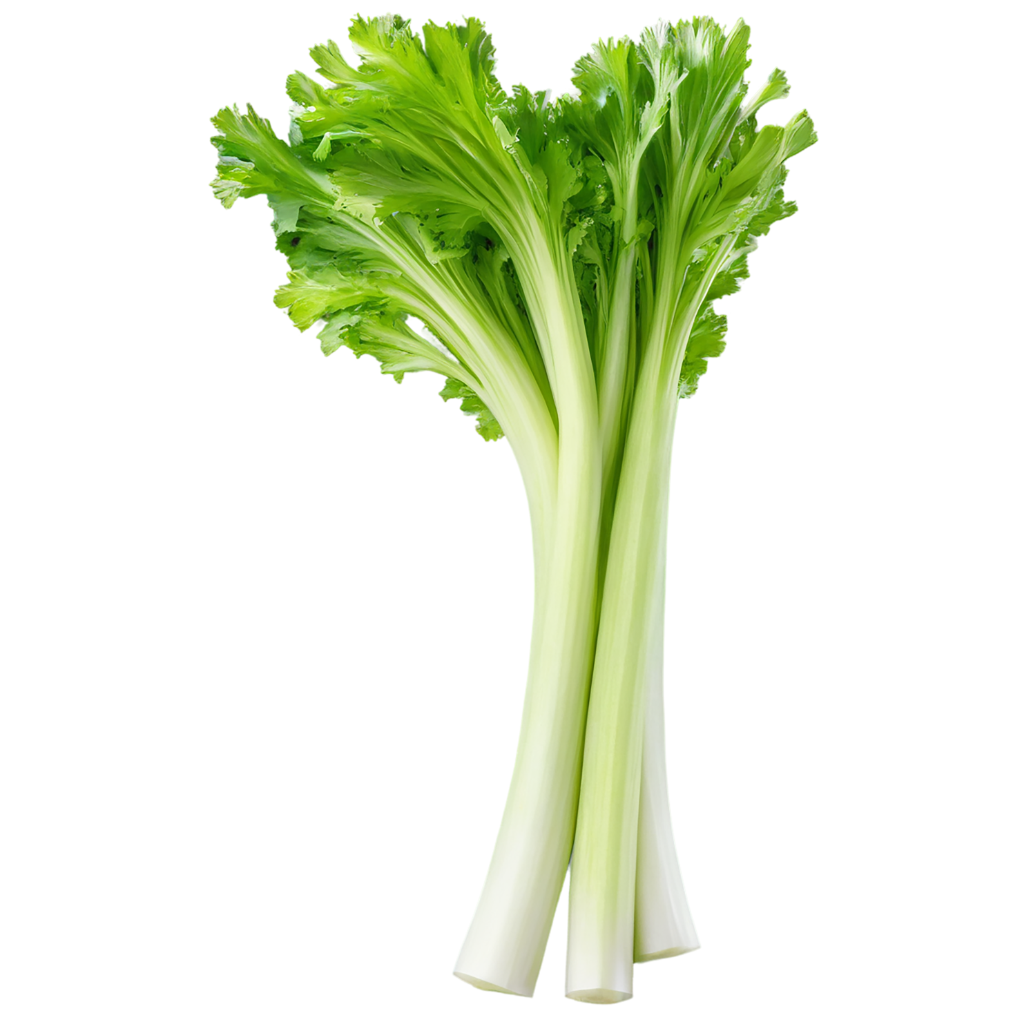 Celery vegetables isolated on transparent background #11116