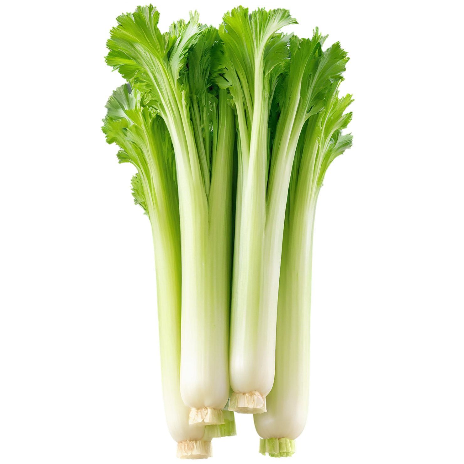 Celery vegetables isolated on transparent background #11117