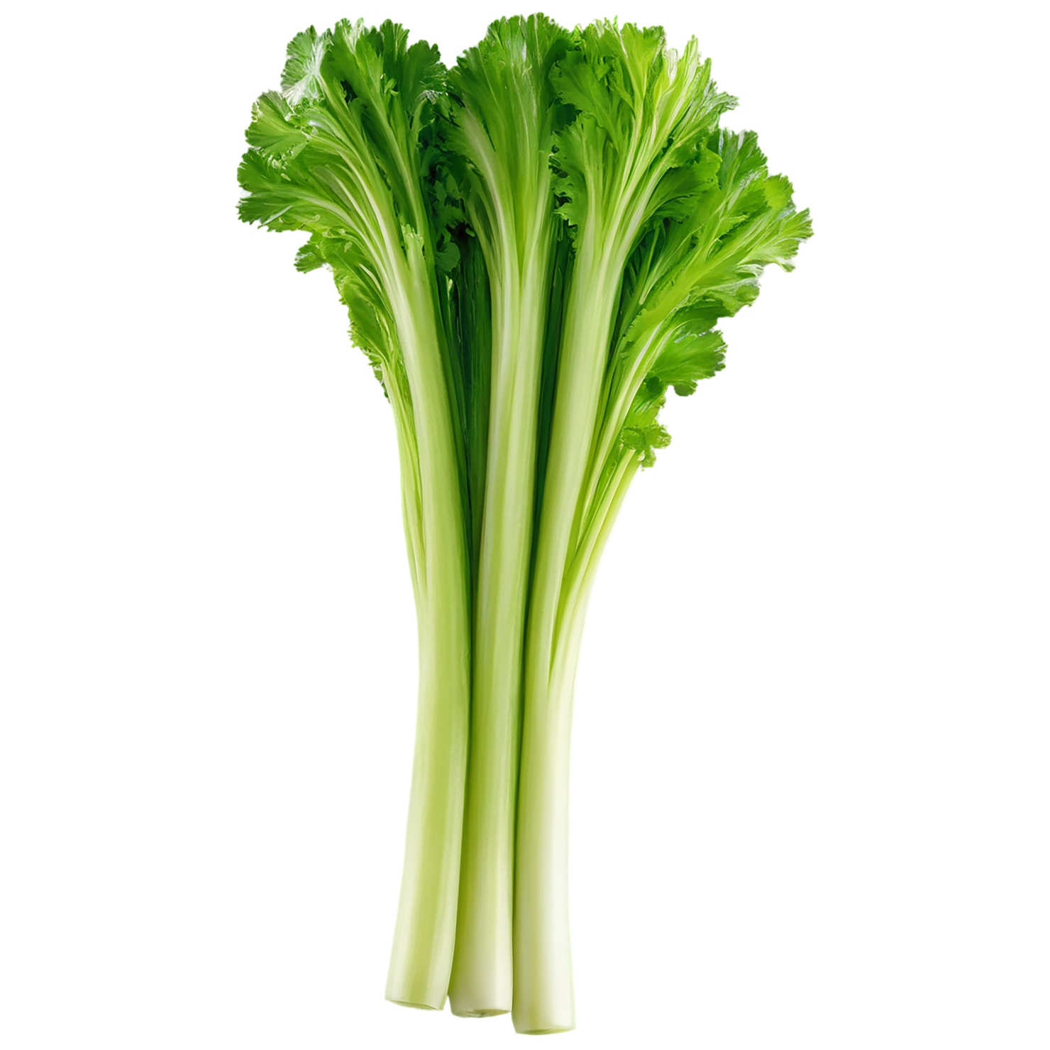 Celery vegetables isolated on transparent background #11120