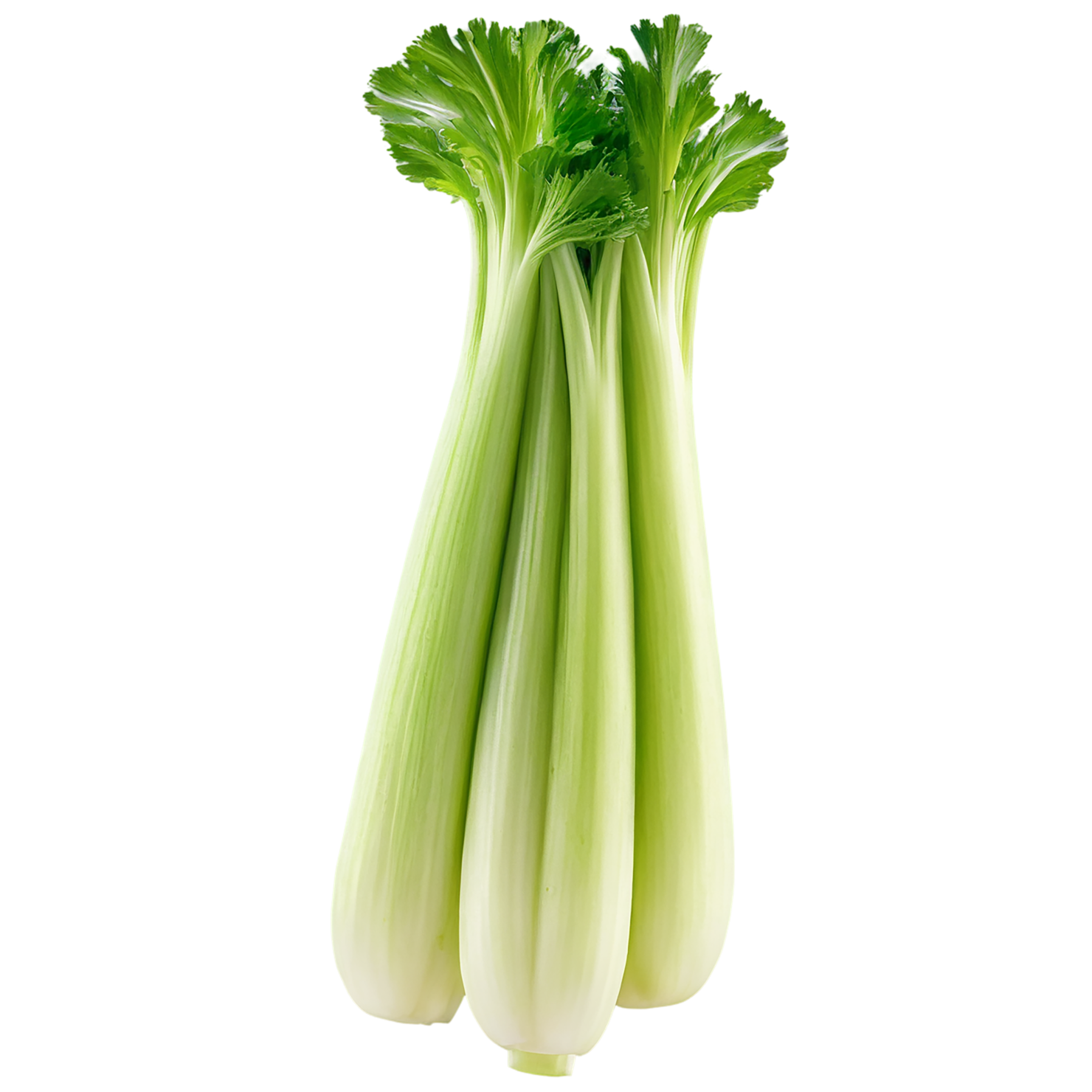 Celery vegetables isolated on transparent background #11123