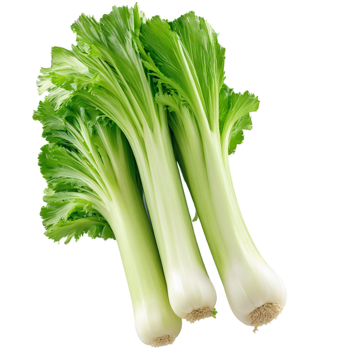 Celery vegetables isolated on transparent background #11126