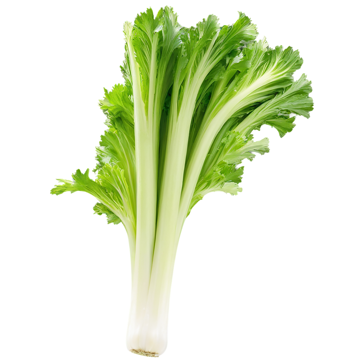Celery vegetables isolated on transparent background #11128
