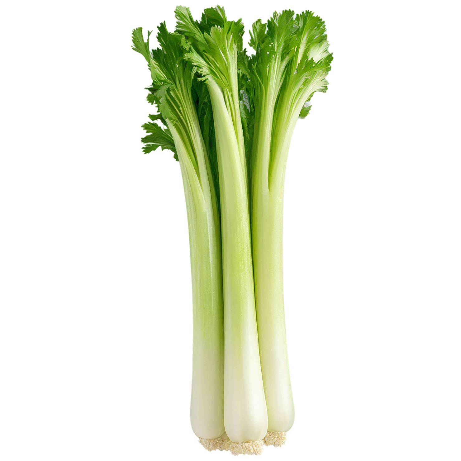 Celery vegetables isolated on transparent background #11131