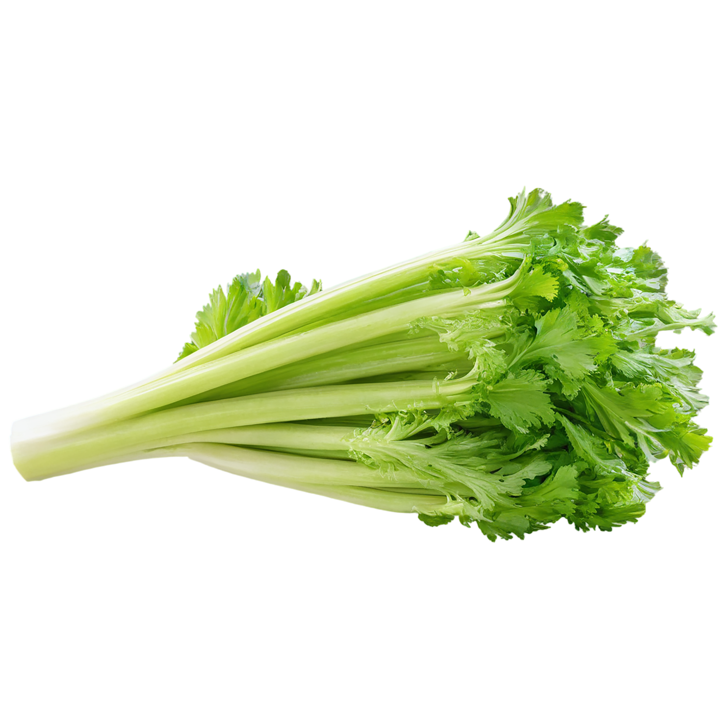 Celery vegetables isolated on transparent background #11132
