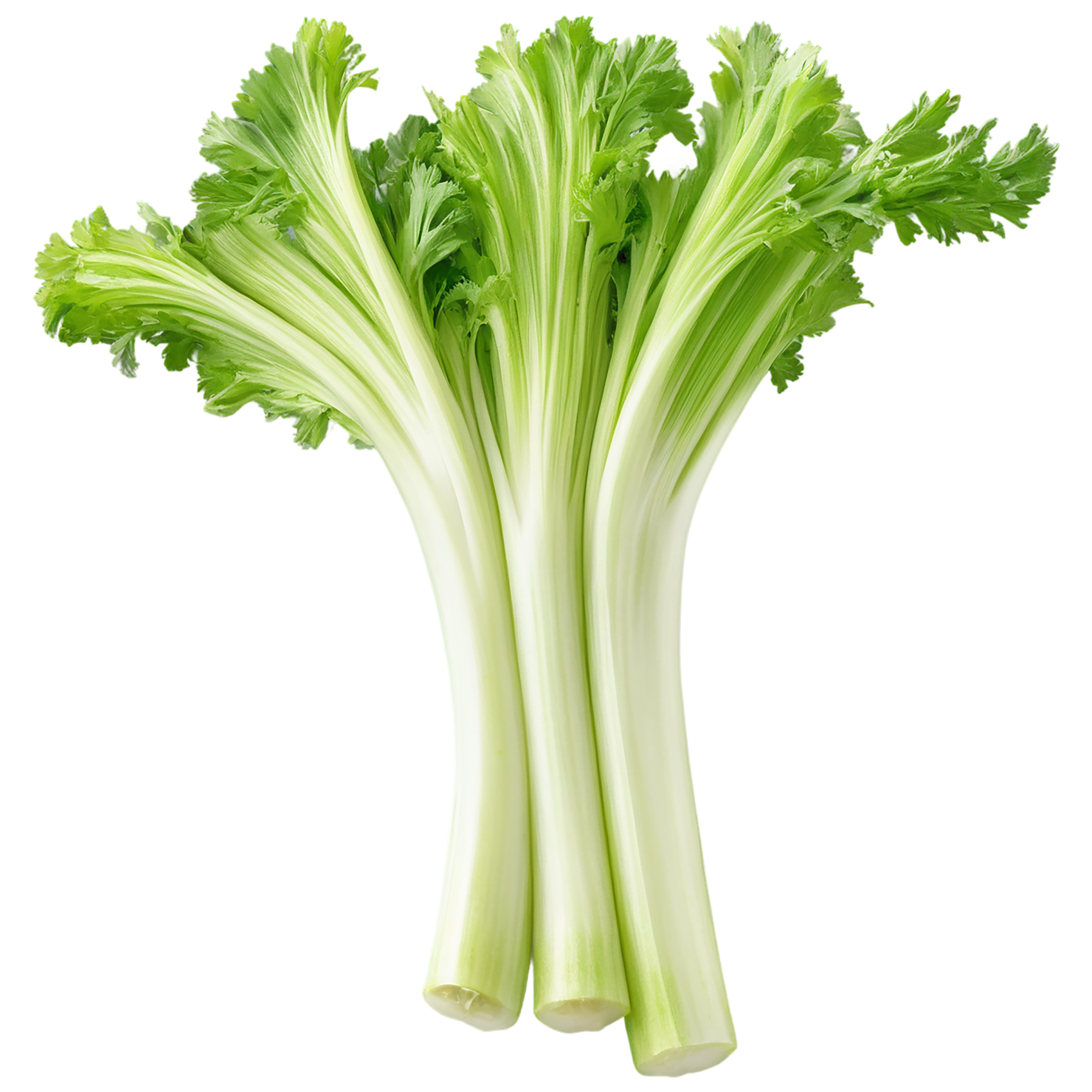 Celery vegetables isolated on transparent background #11134