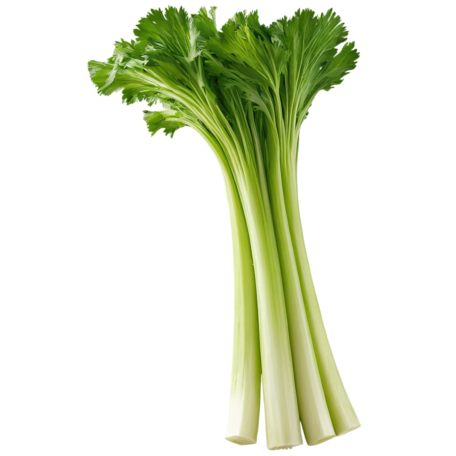 Celery vegetables isolated on transparent background #11138