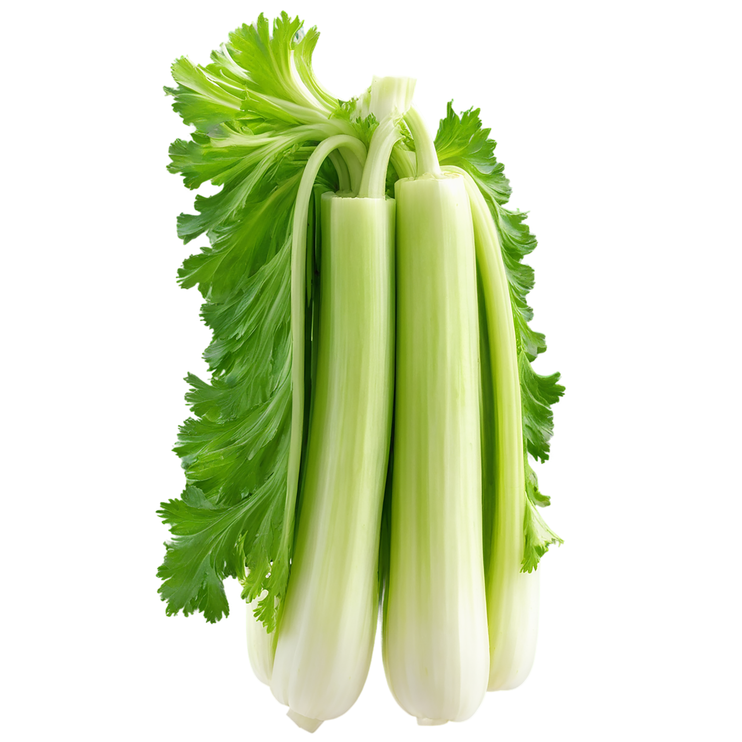 Celery vegetables isolated on transparent background #11139
