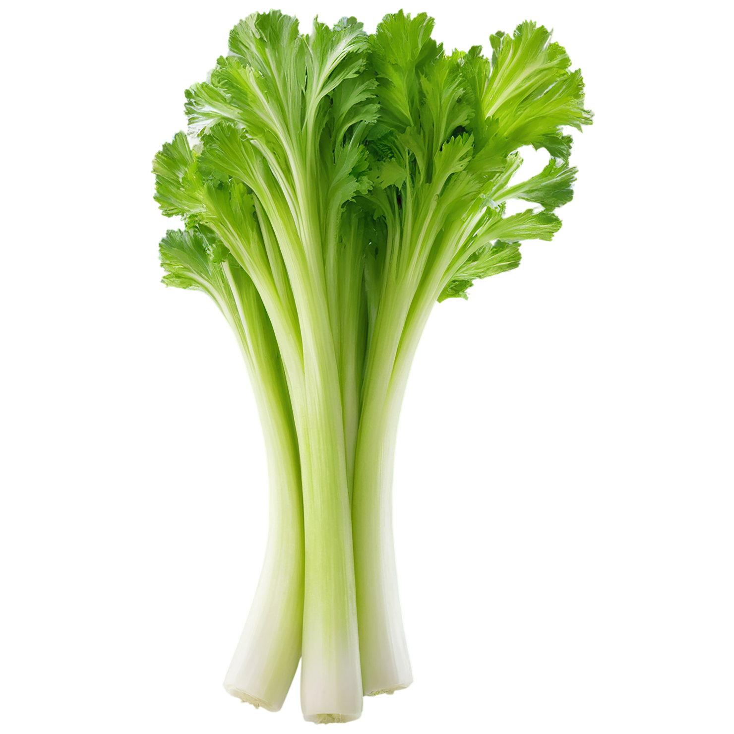 Celery vegetables isolated on transparent background #11140
