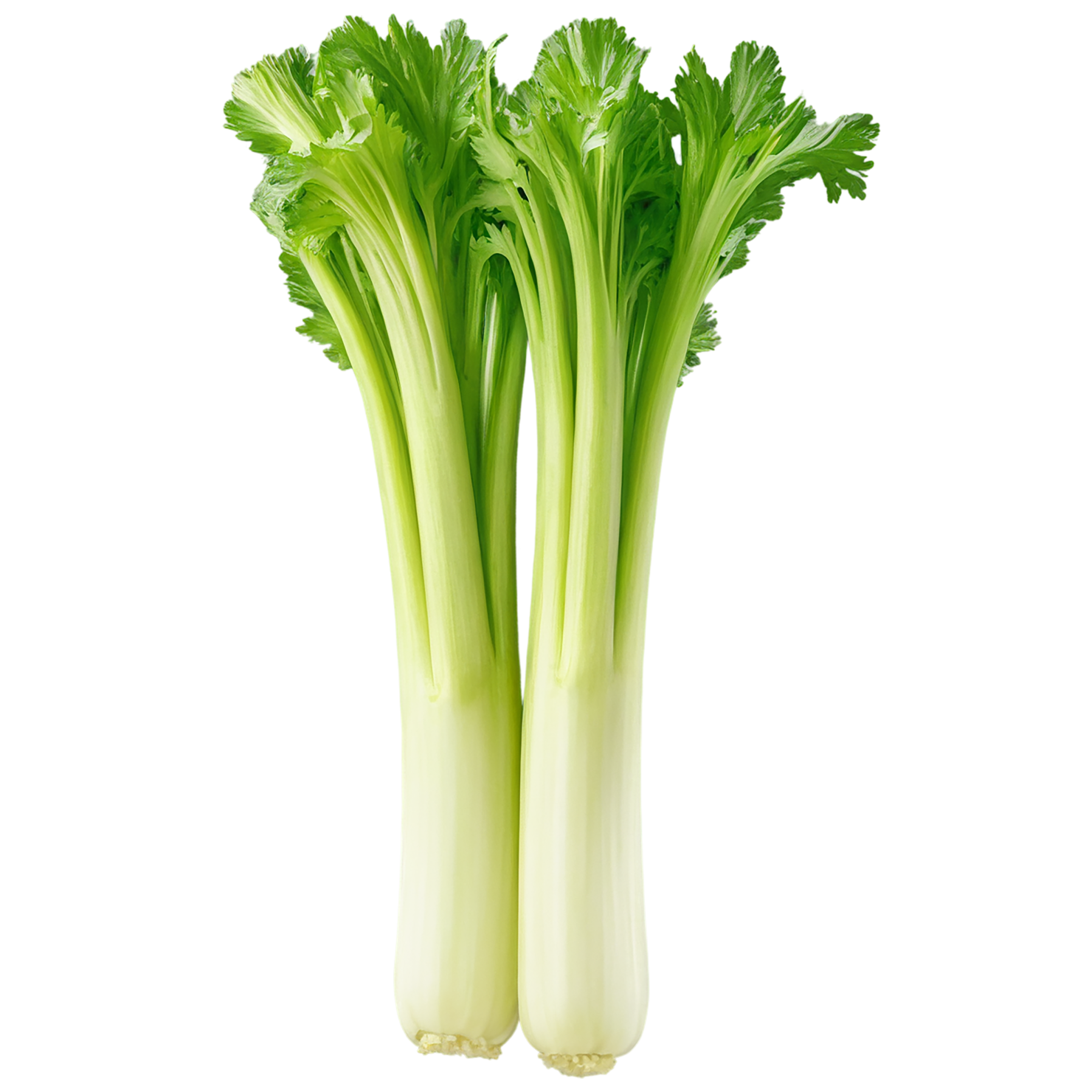Celery vegetables isolated on transparent background #11142