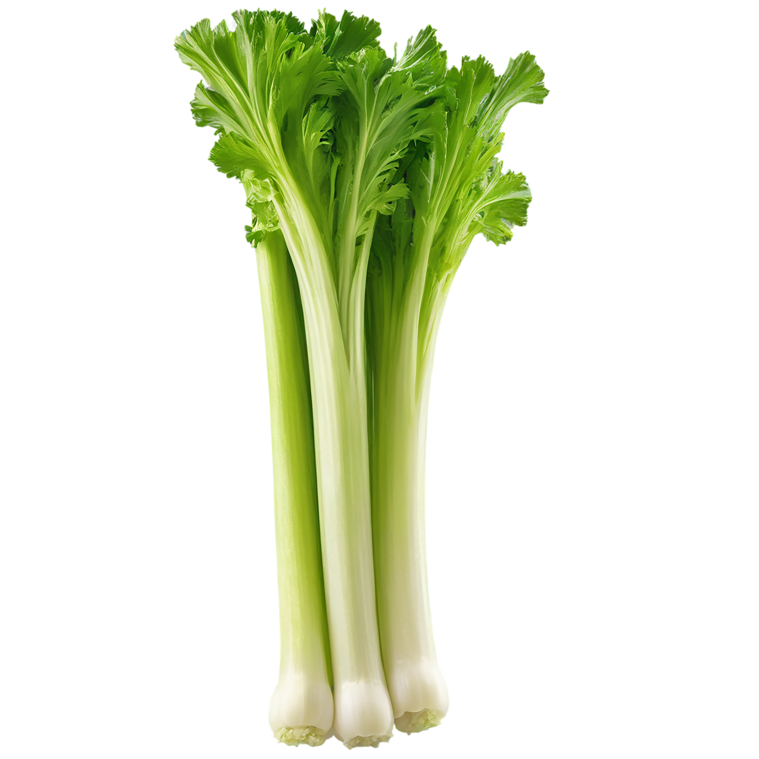 Celery vegetables isolated on transparent background #11144