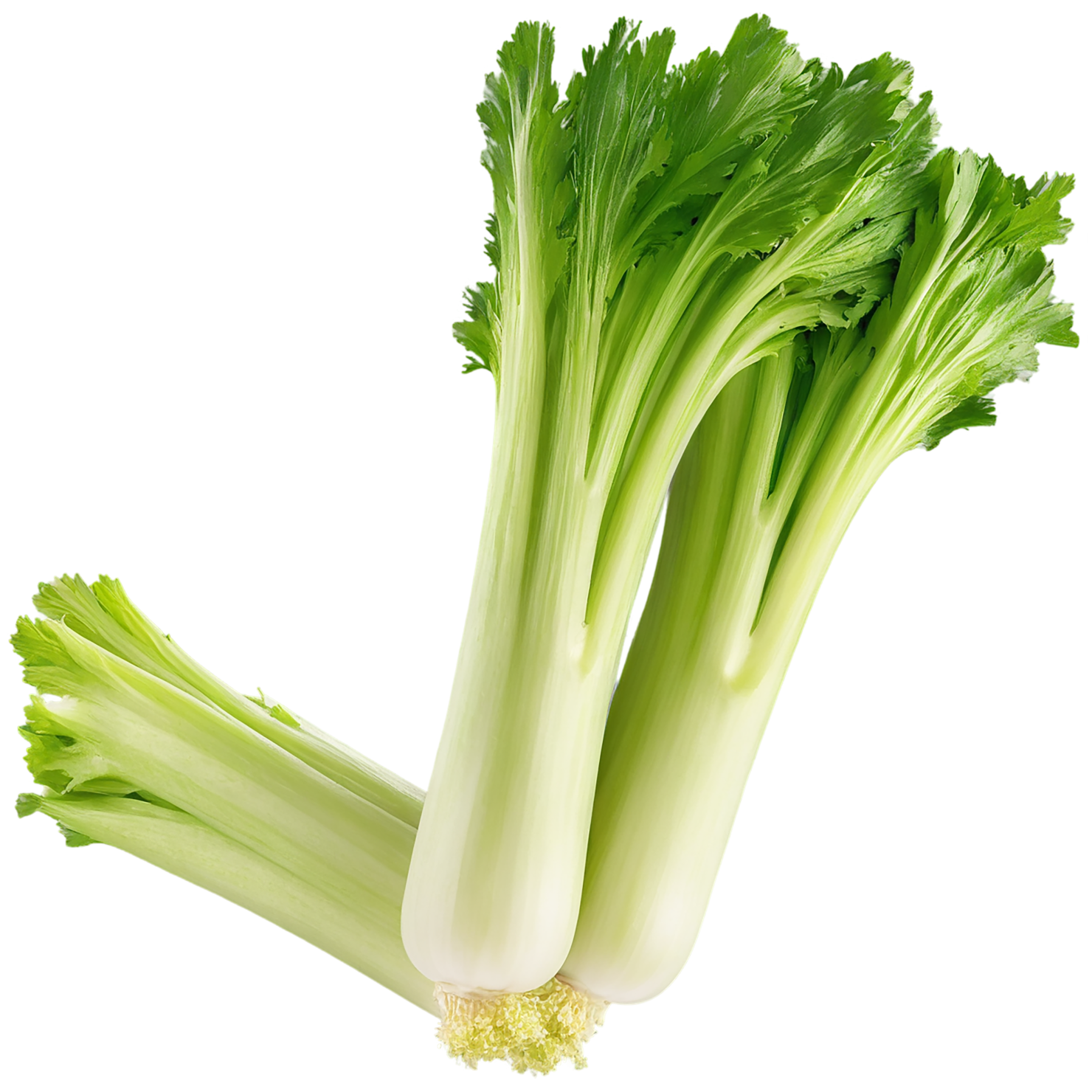 Celery vegetables isolated on transparent background #11145