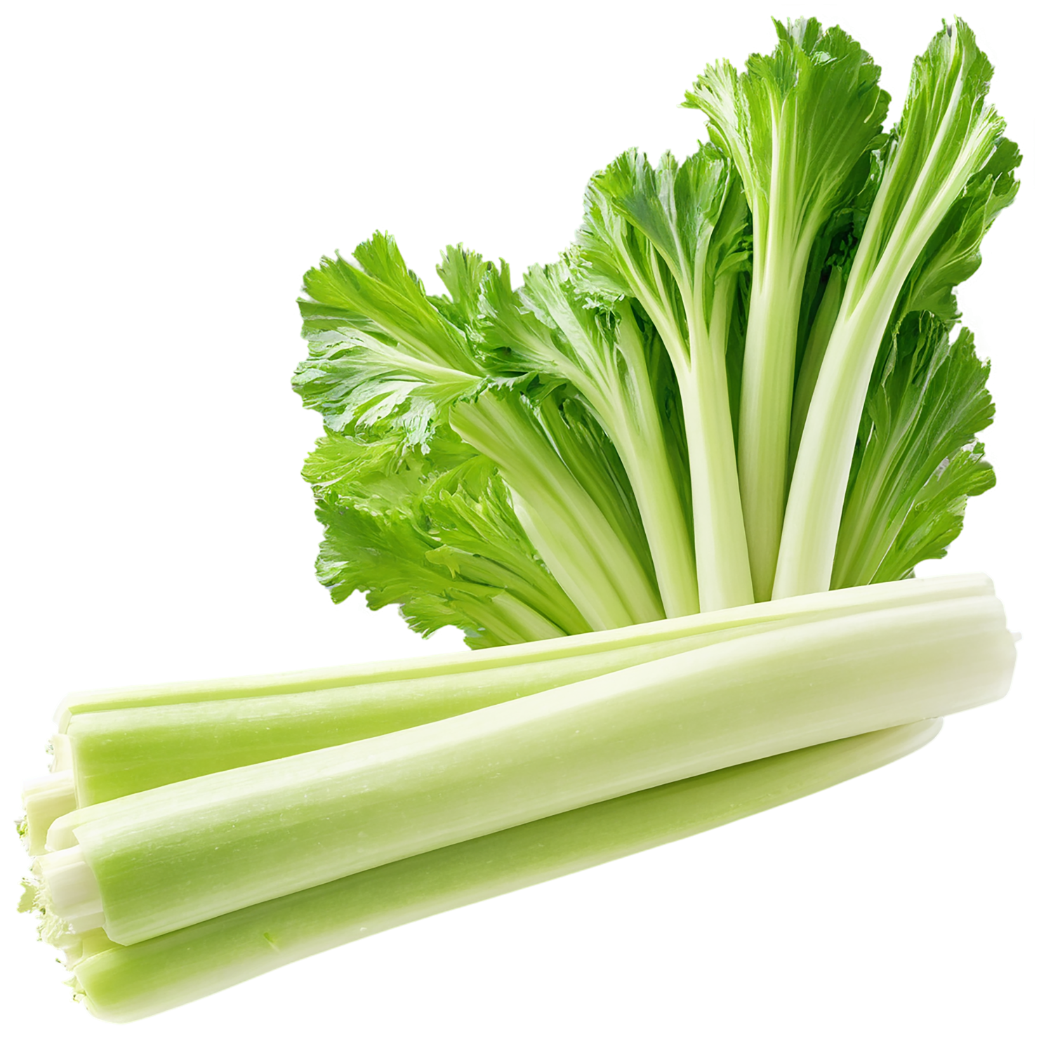 Celery vegetables isolated on transparent background #11146