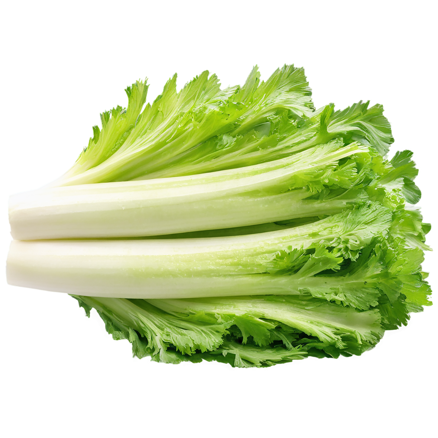 Celery vegetables isolated on transparent background #11149