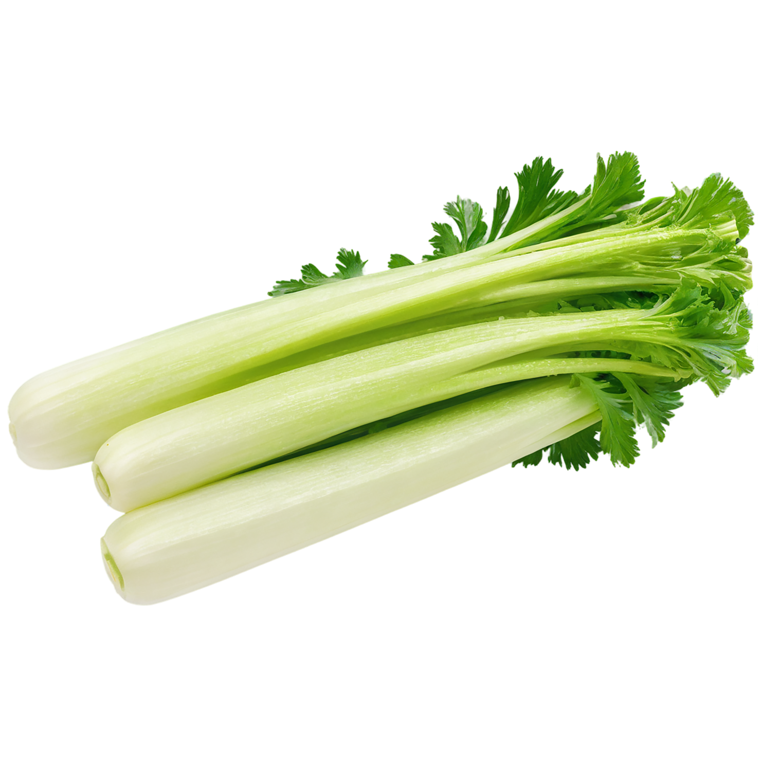 Celery vegetables isolated on transparent background #11150