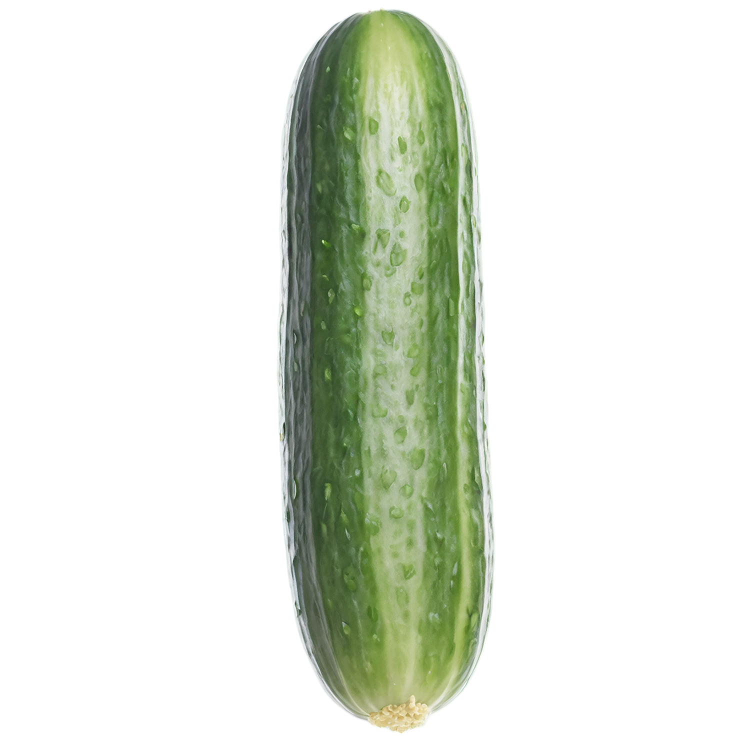 Cucumber vegetables isolated on transparent background #11236