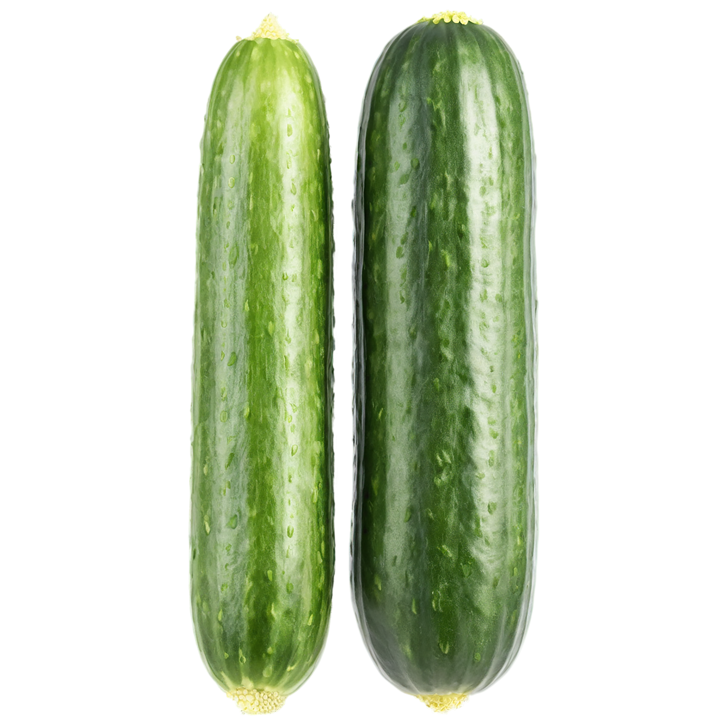 Cucumber vegetables isolated on transparent background #11240