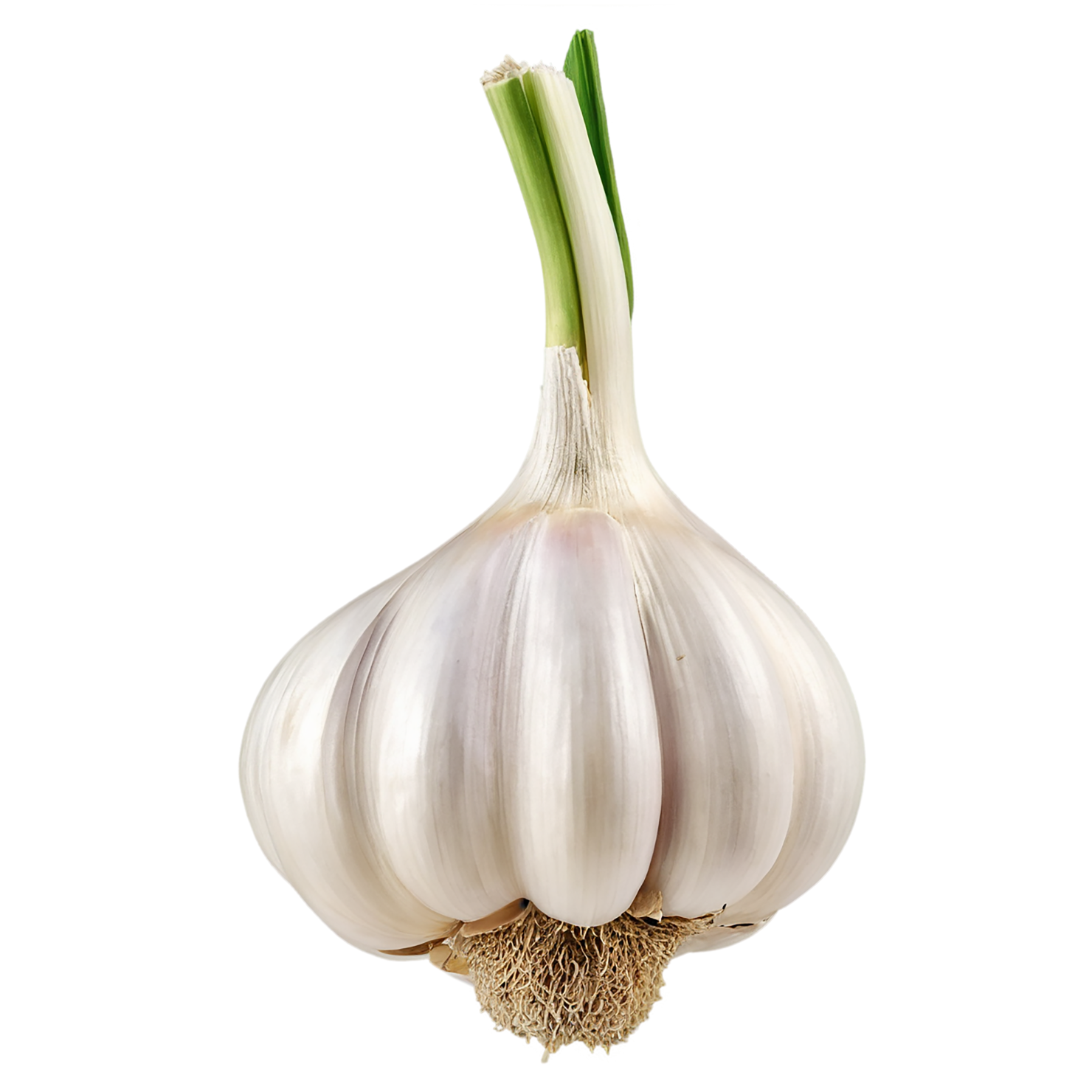 Garlic vegetables isolated on transparent background #11345