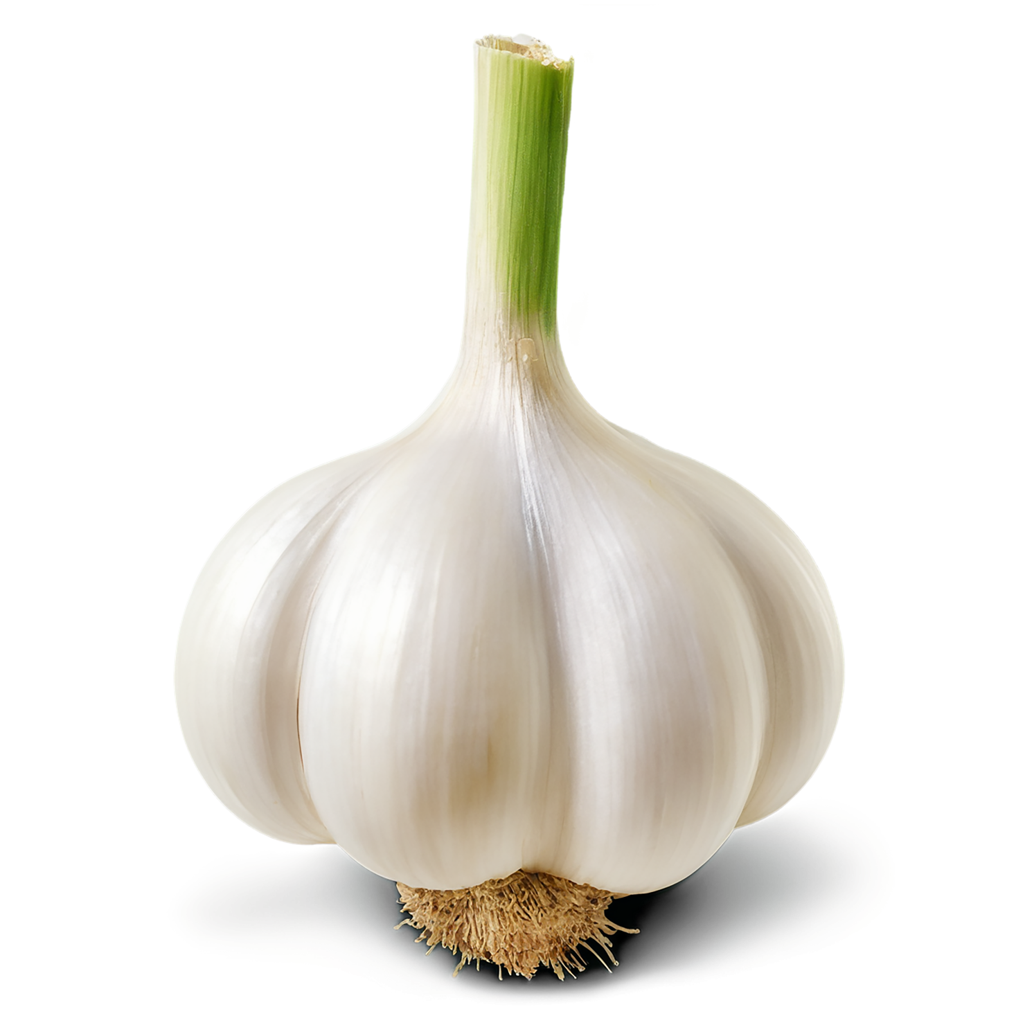 Garlic vegetables isolated on transparent background #11349