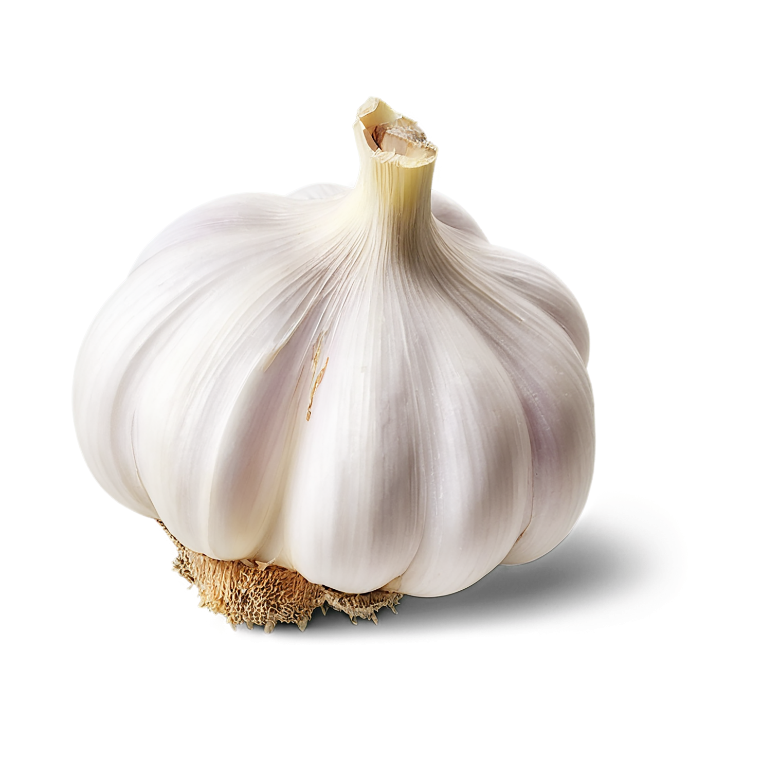 Garlic vegetables isolated on transparent background #11364