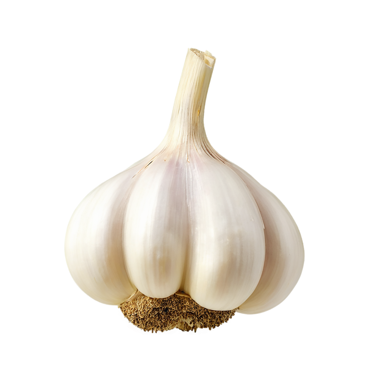 Garlic vegetables isolated on transparent background #11373