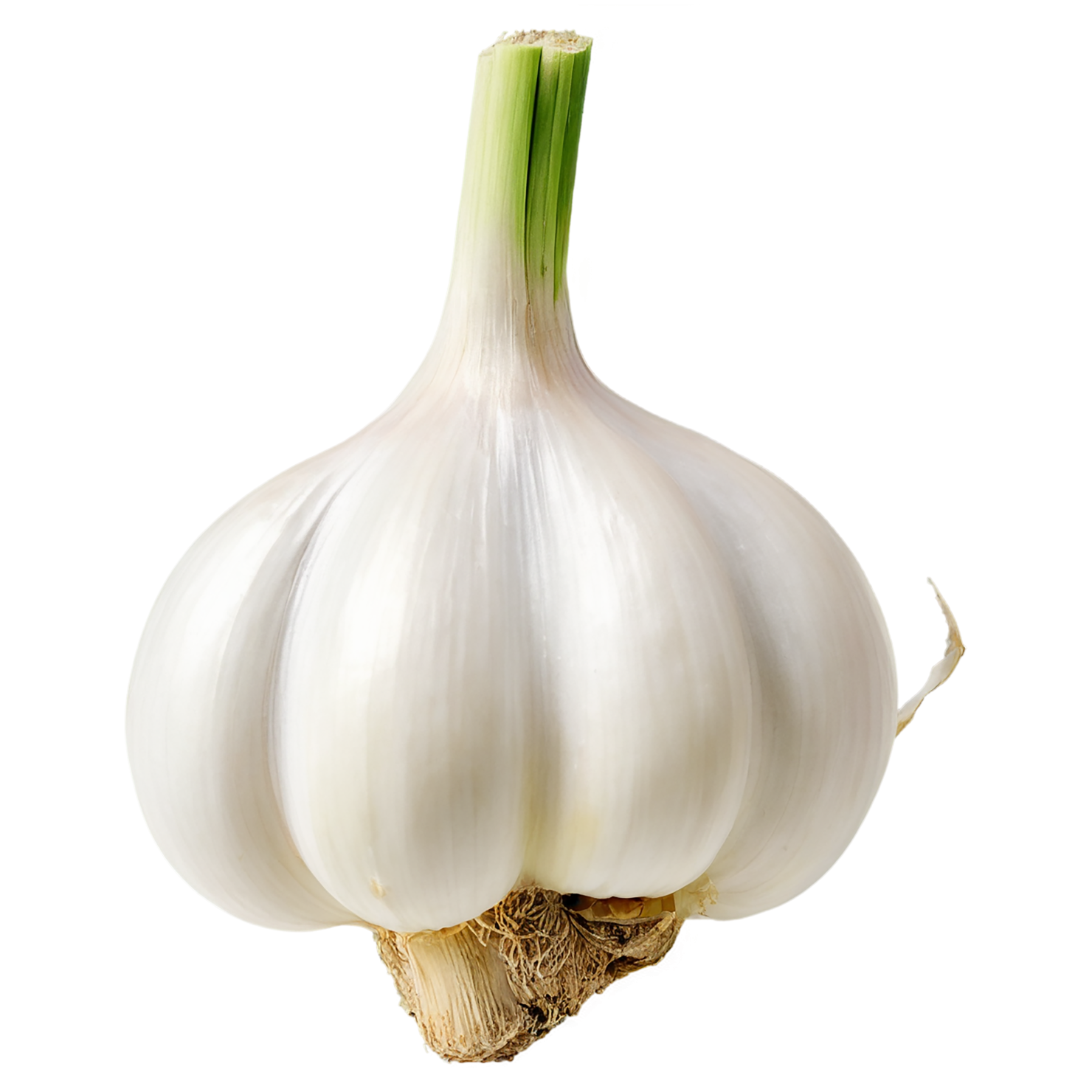 Garlic vegetables isolated on transparent background #11378