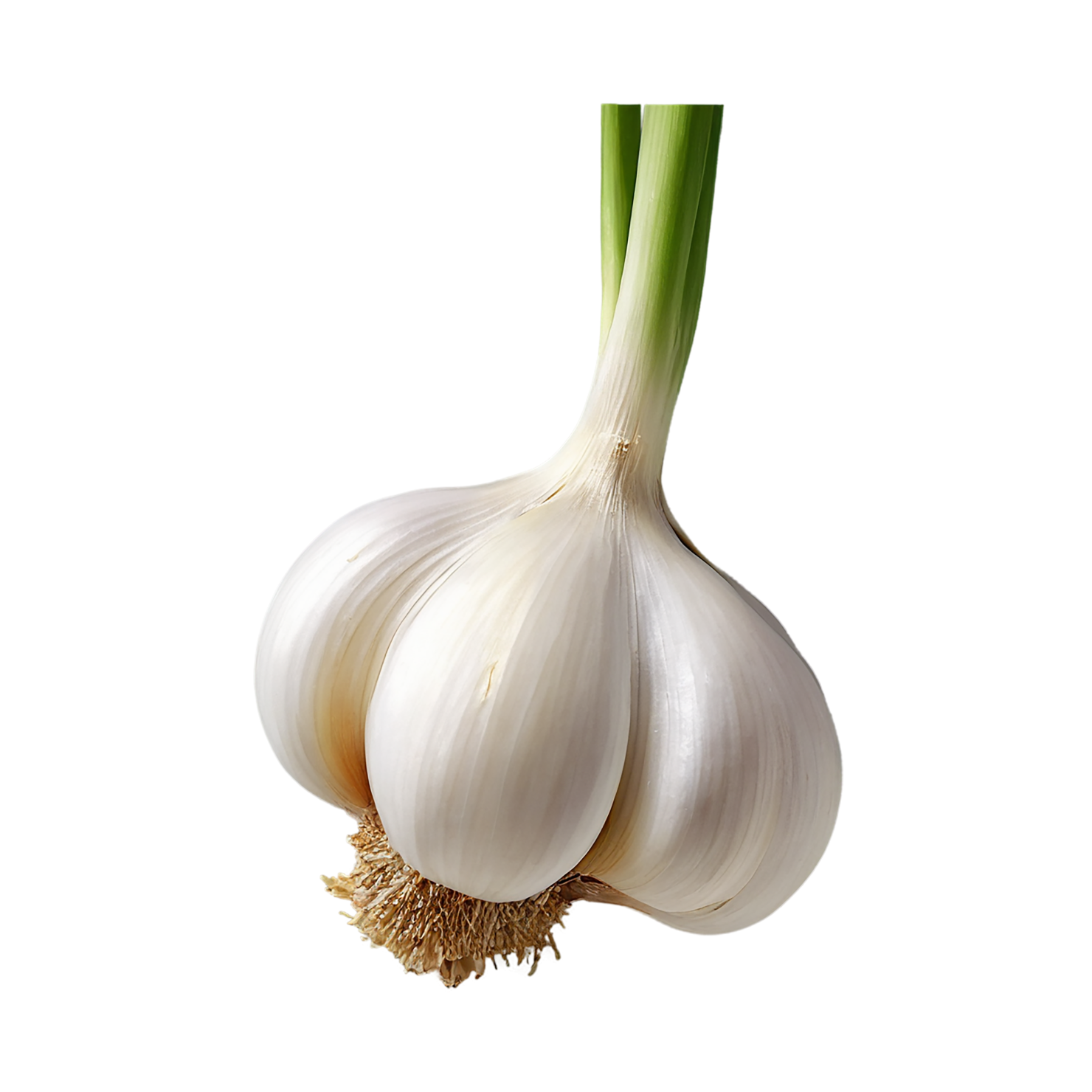 Garlic vegetables isolated on transparent background #11393