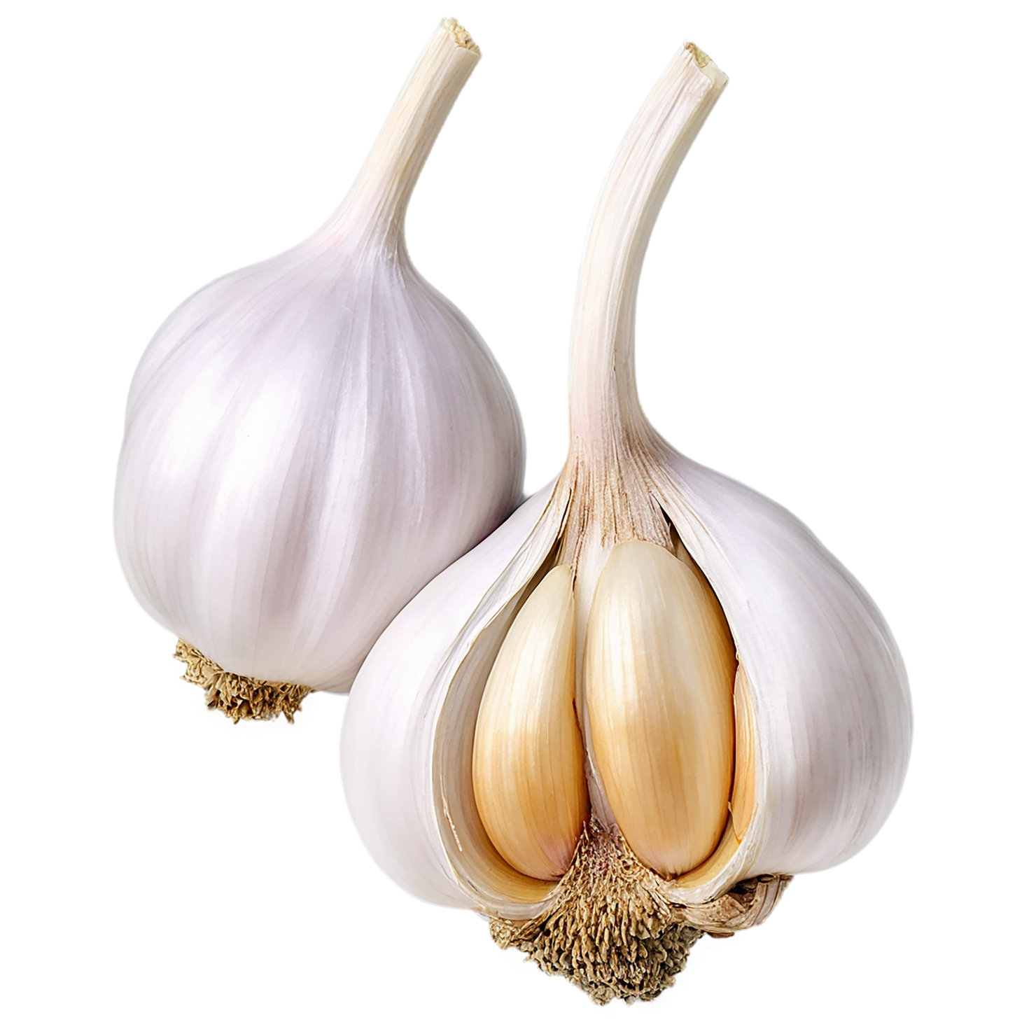Garlic vegetables isolated on transparent background #11420