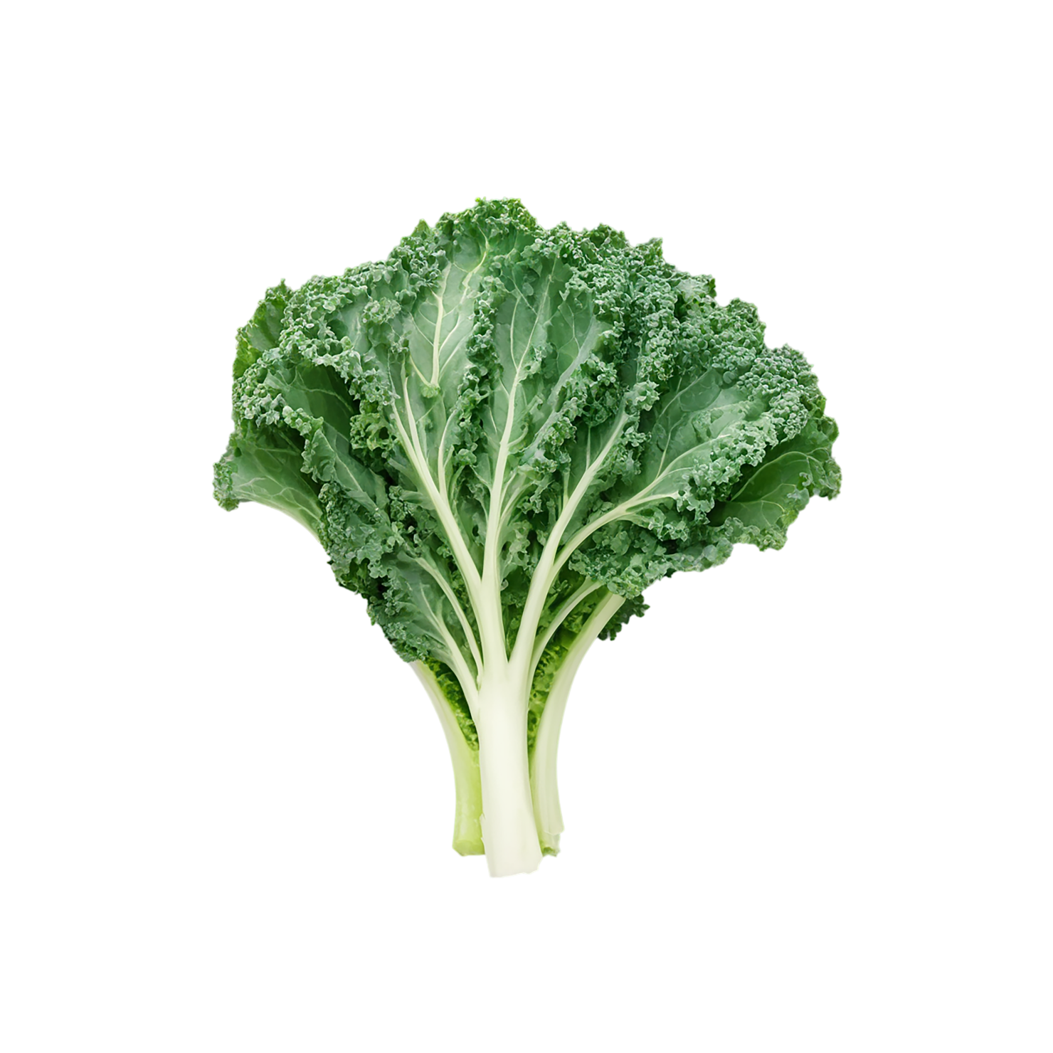 Kale vegetables isolated on transparent background #11520