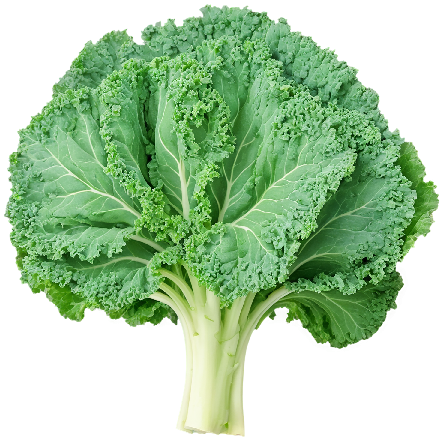 Kale vegetables isolated on transparent background #11522