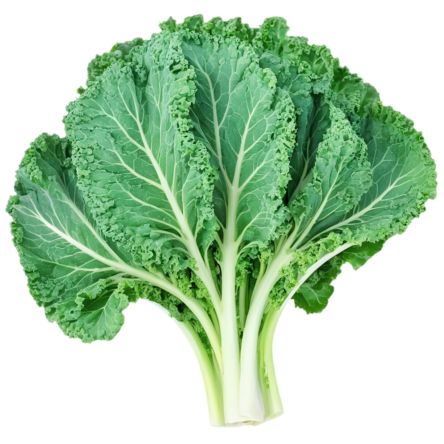 Kale vegetables isolated on transparent background #11547
