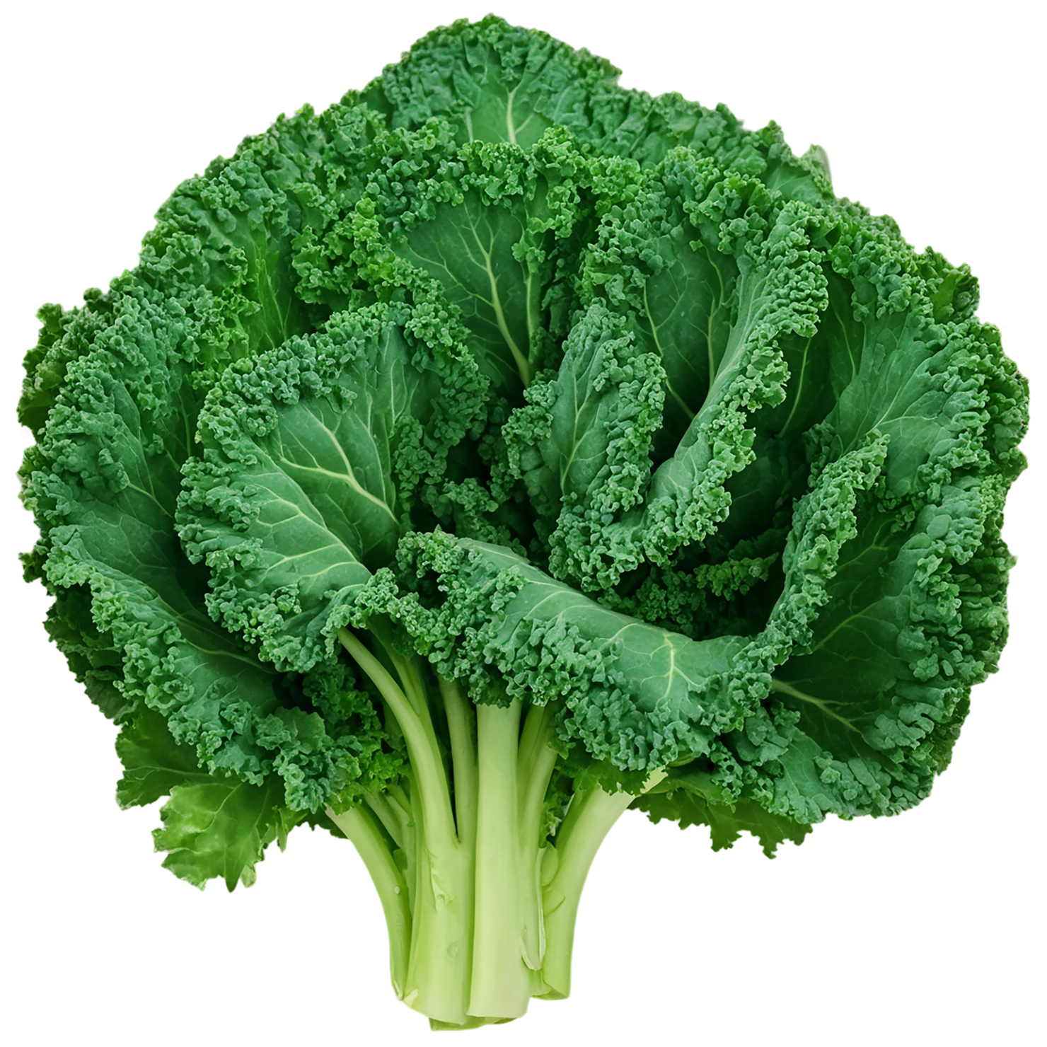Kale vegetables isolated on transparent background #11552