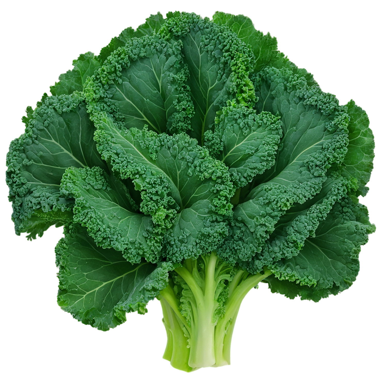 Kale vegetables isolated on transparent background #11554