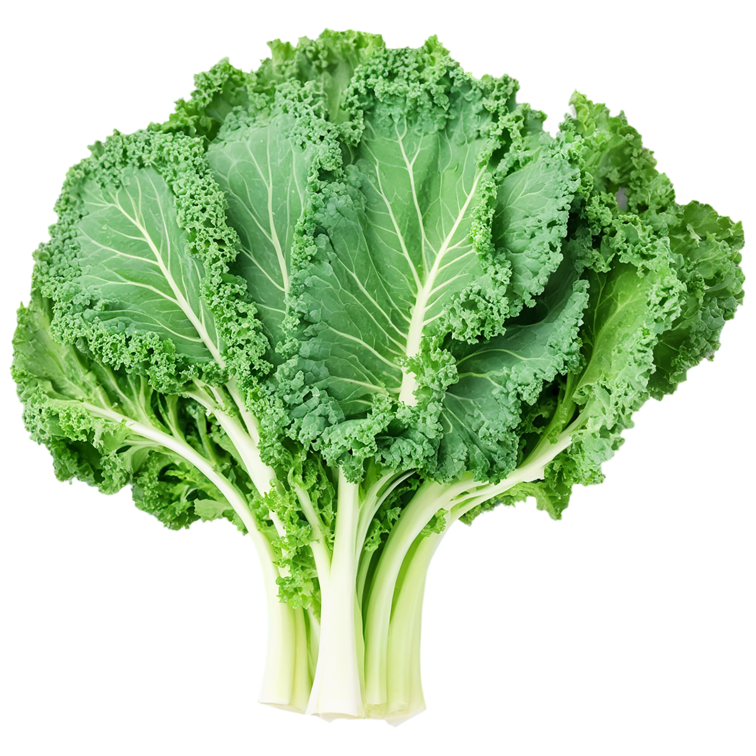Kale vegetables isolated on transparent background #11567