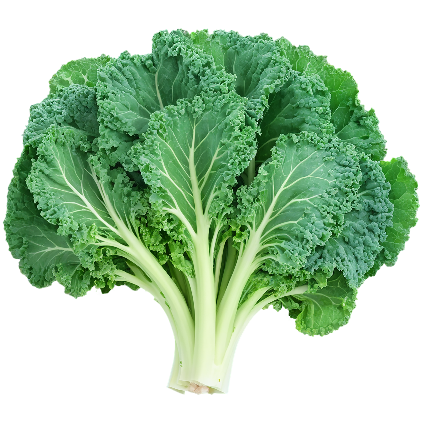 Kale vegetables isolated on transparent background #11571