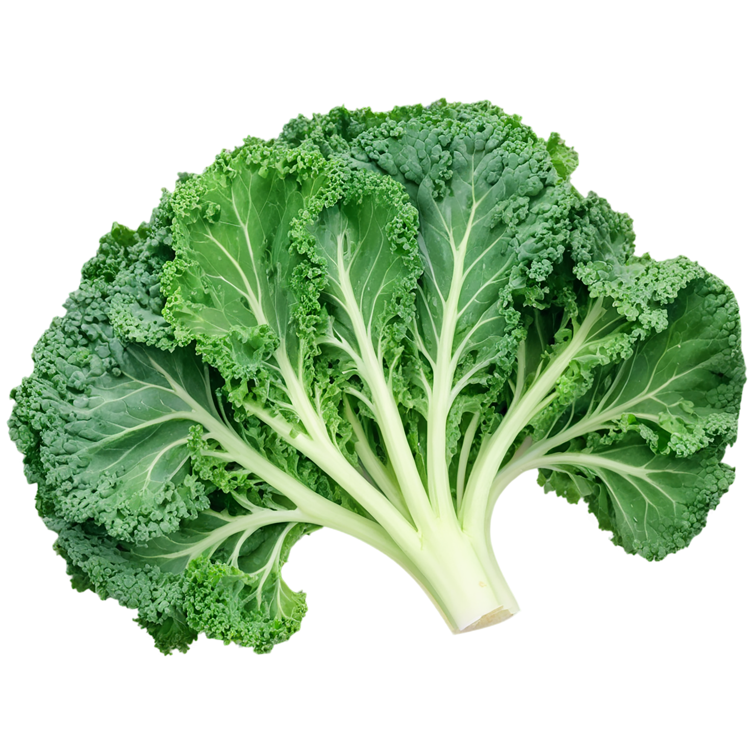 Kale vegetables isolated on transparent background #11576
