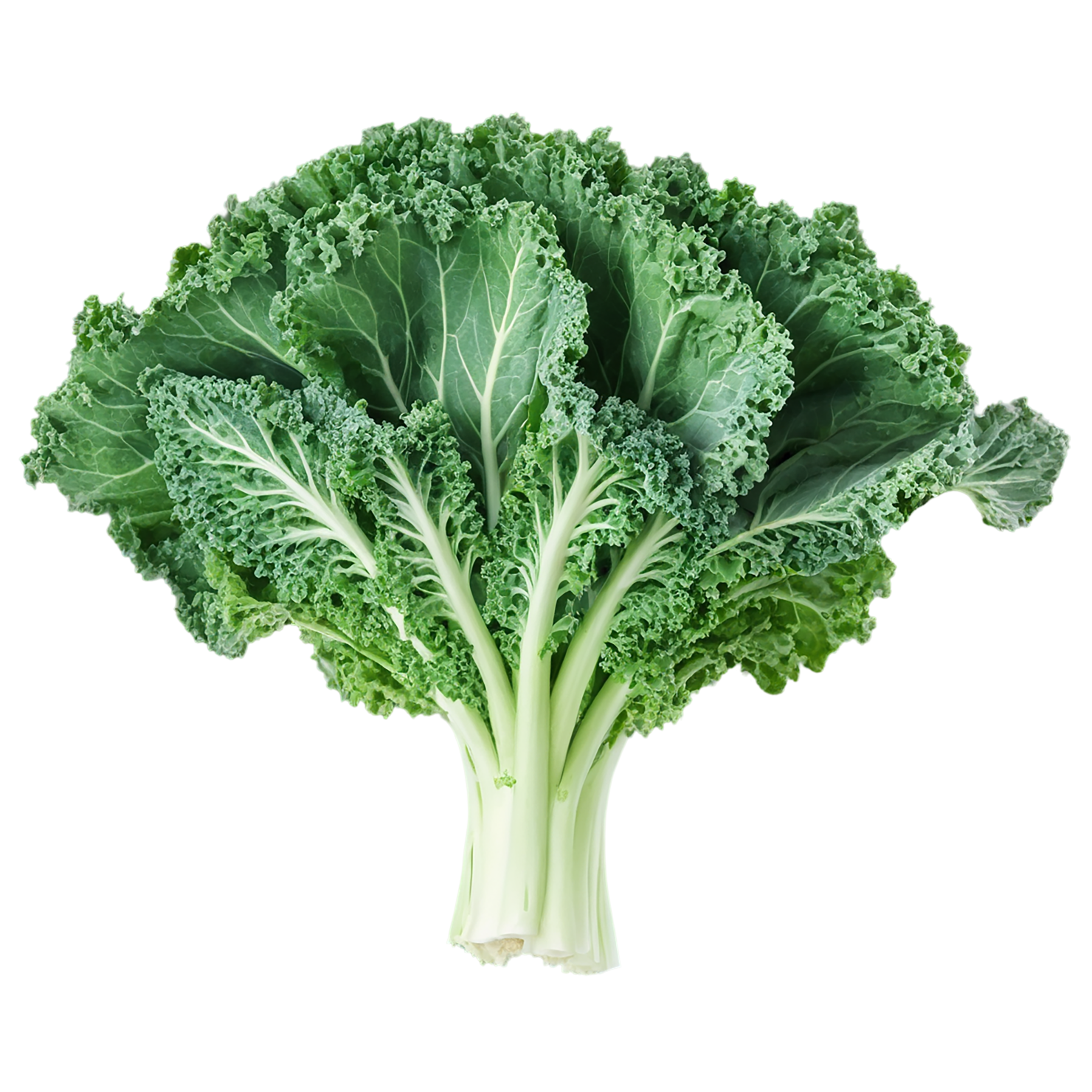 Kale vegetables isolated on transparent background #11579