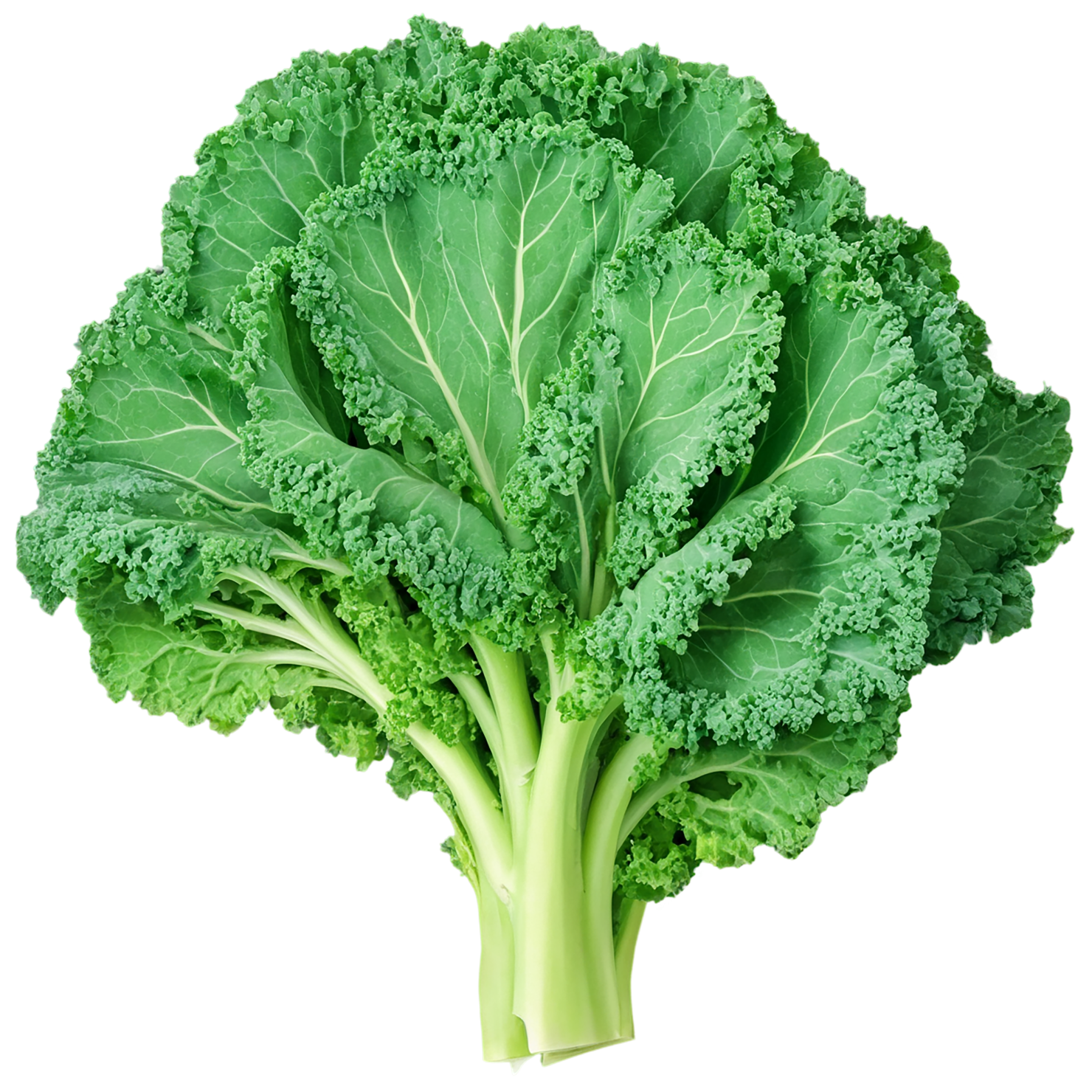Kale vegetables isolated on transparent background #11581