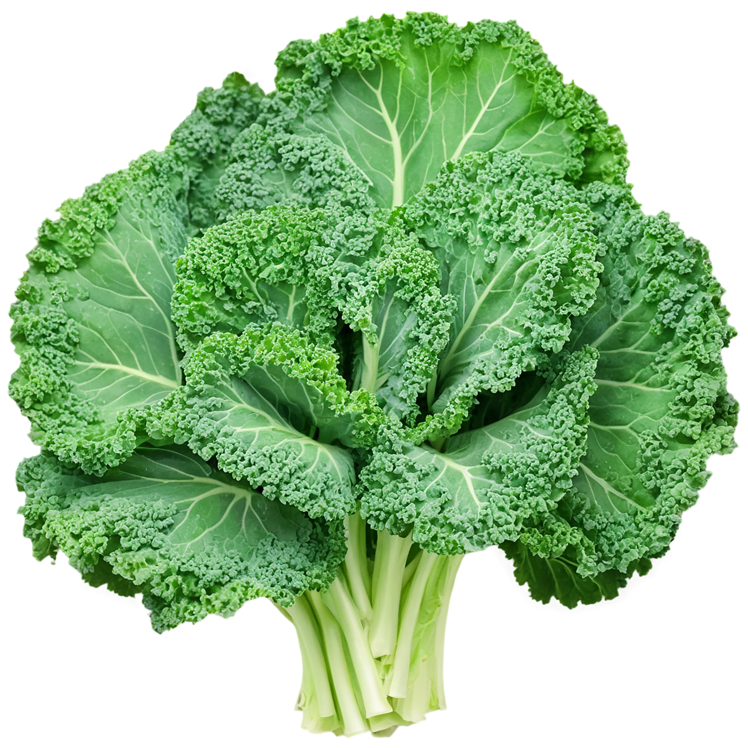 Kale vegetables isolated on transparent background #11608