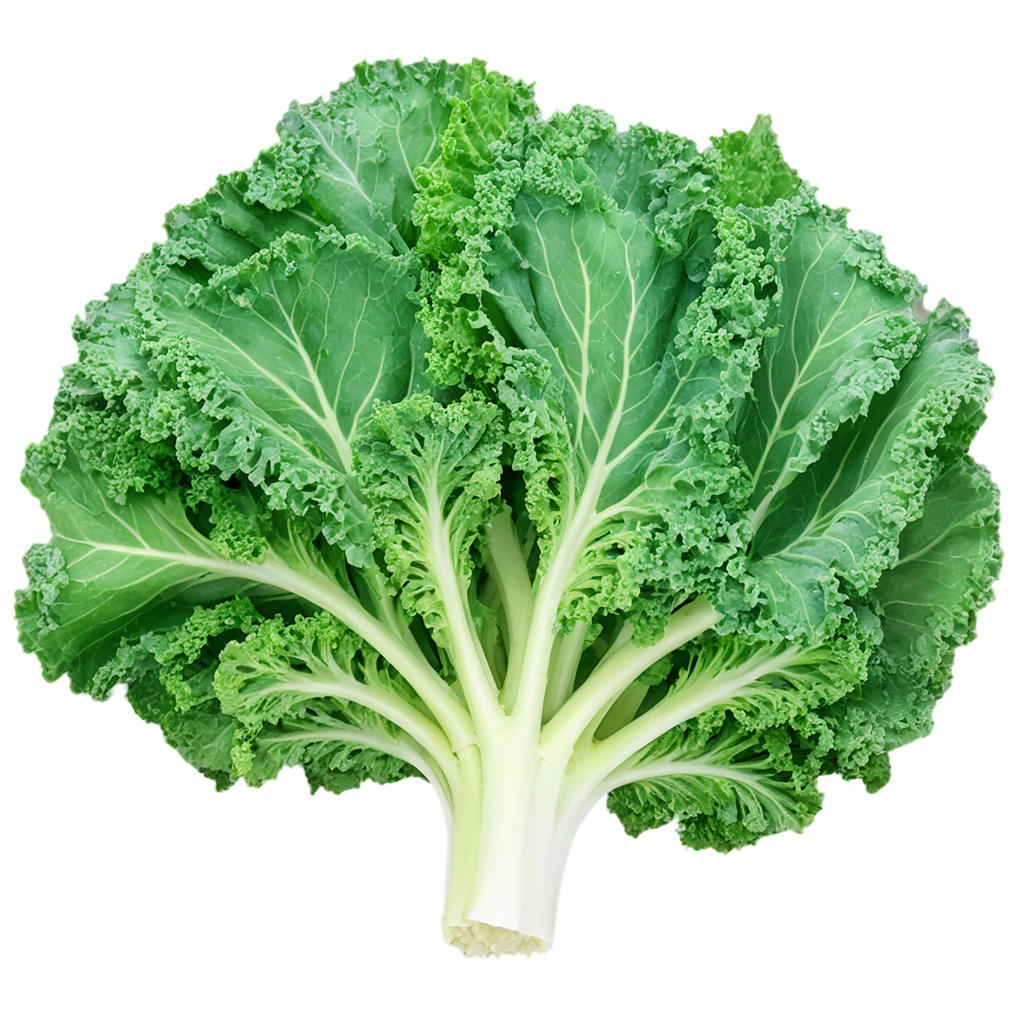 Kale vegetables isolated on transparent background #11612
