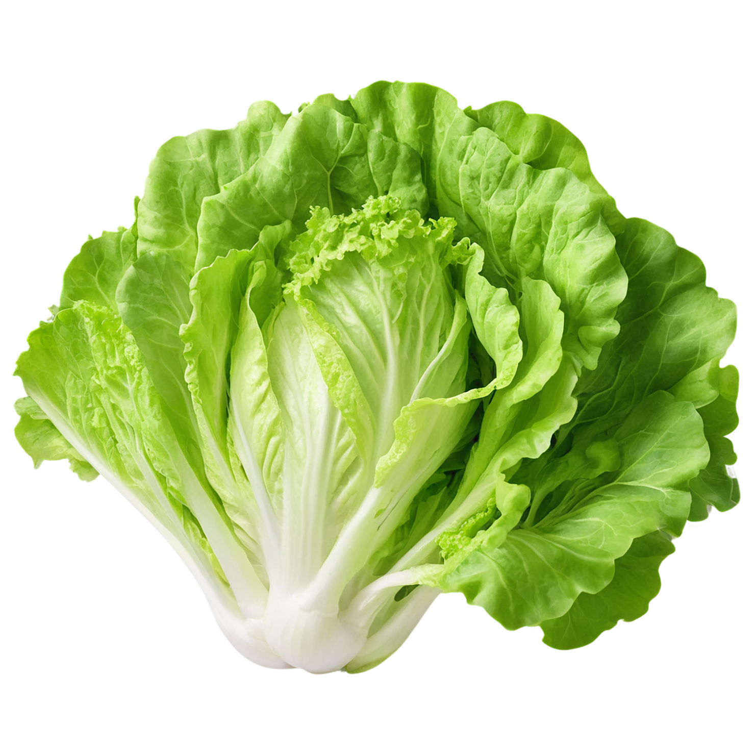 Lettuce vegetables isolated on transparent background #11620