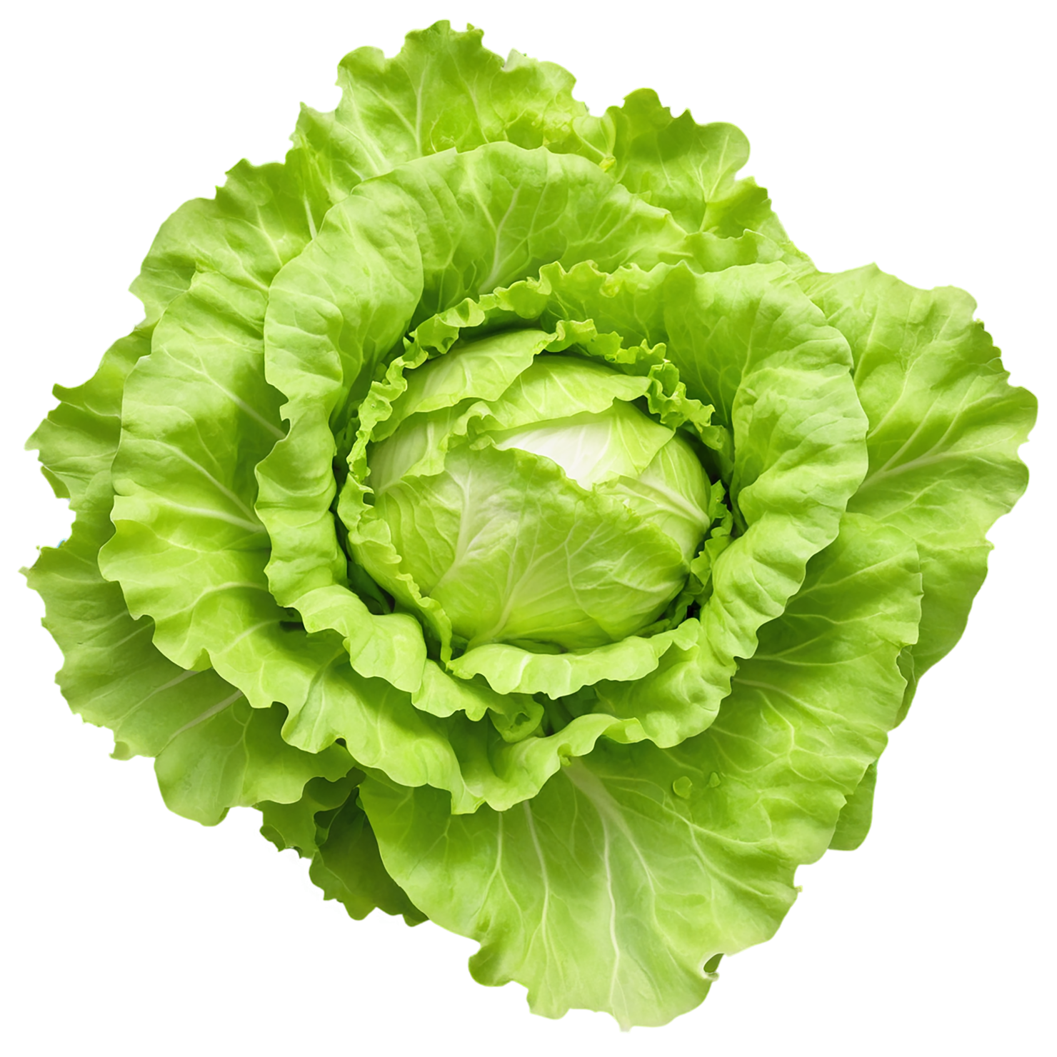 Lettuce vegetables isolated on transparent background #11623