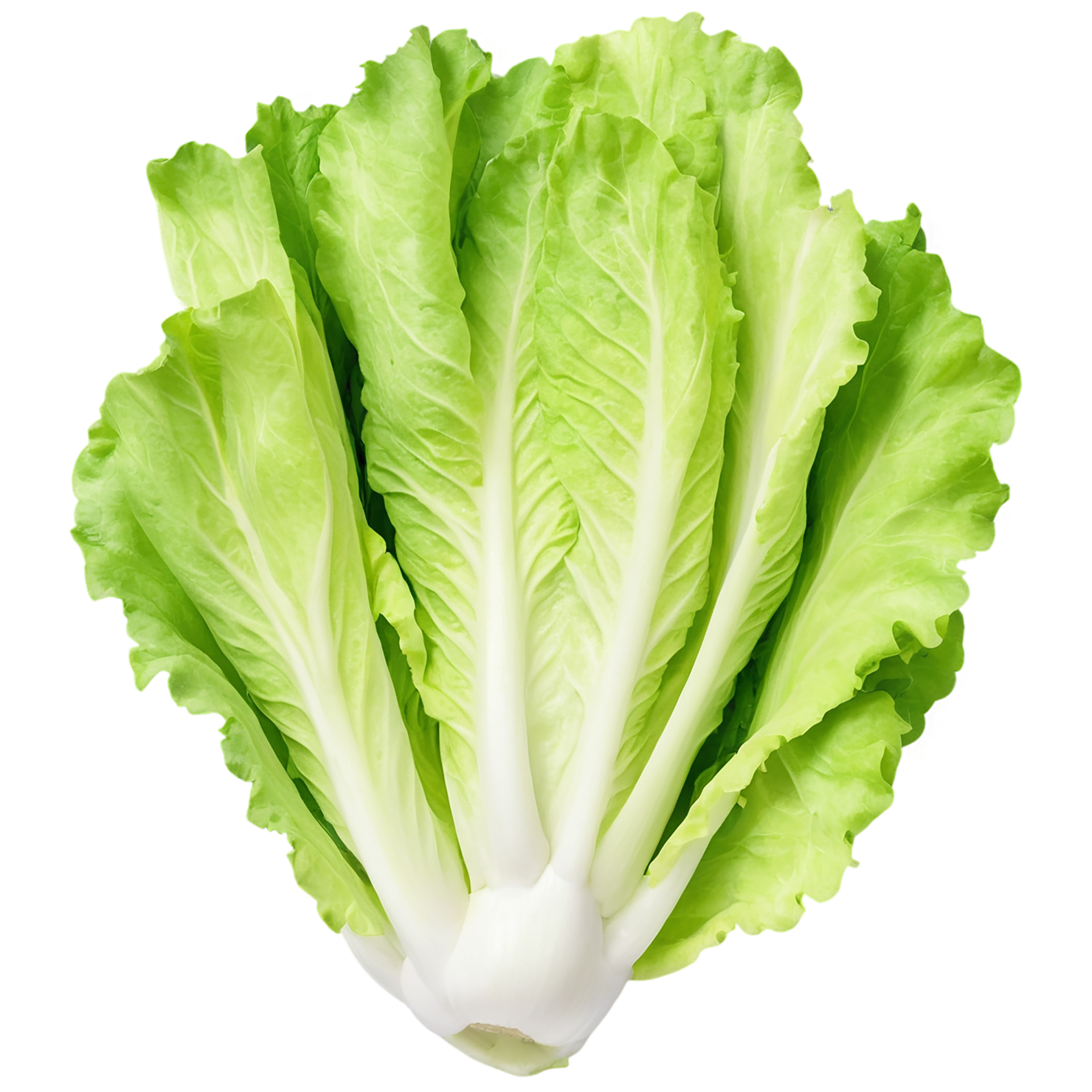 Lettuce vegetables isolated on transparent background #11630