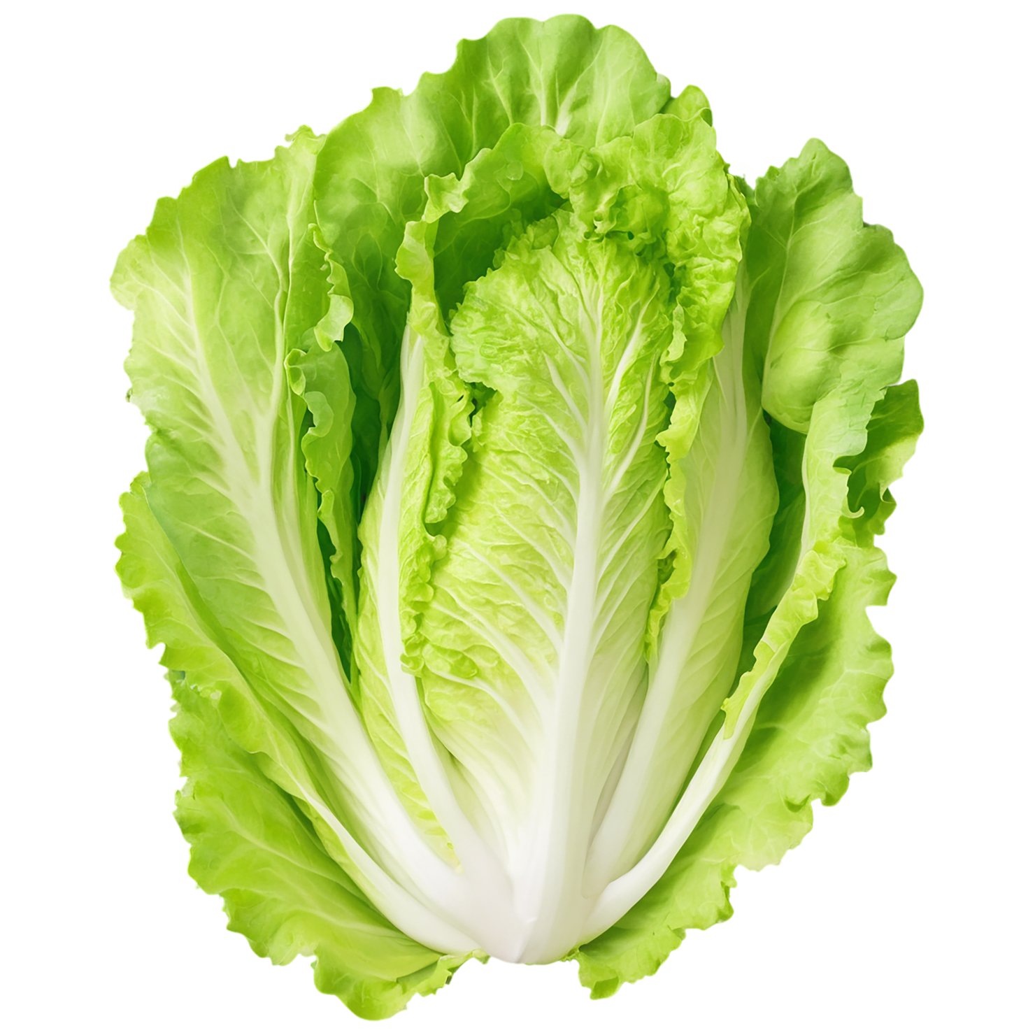 Lettuce vegetables isolated on transparent background #11634