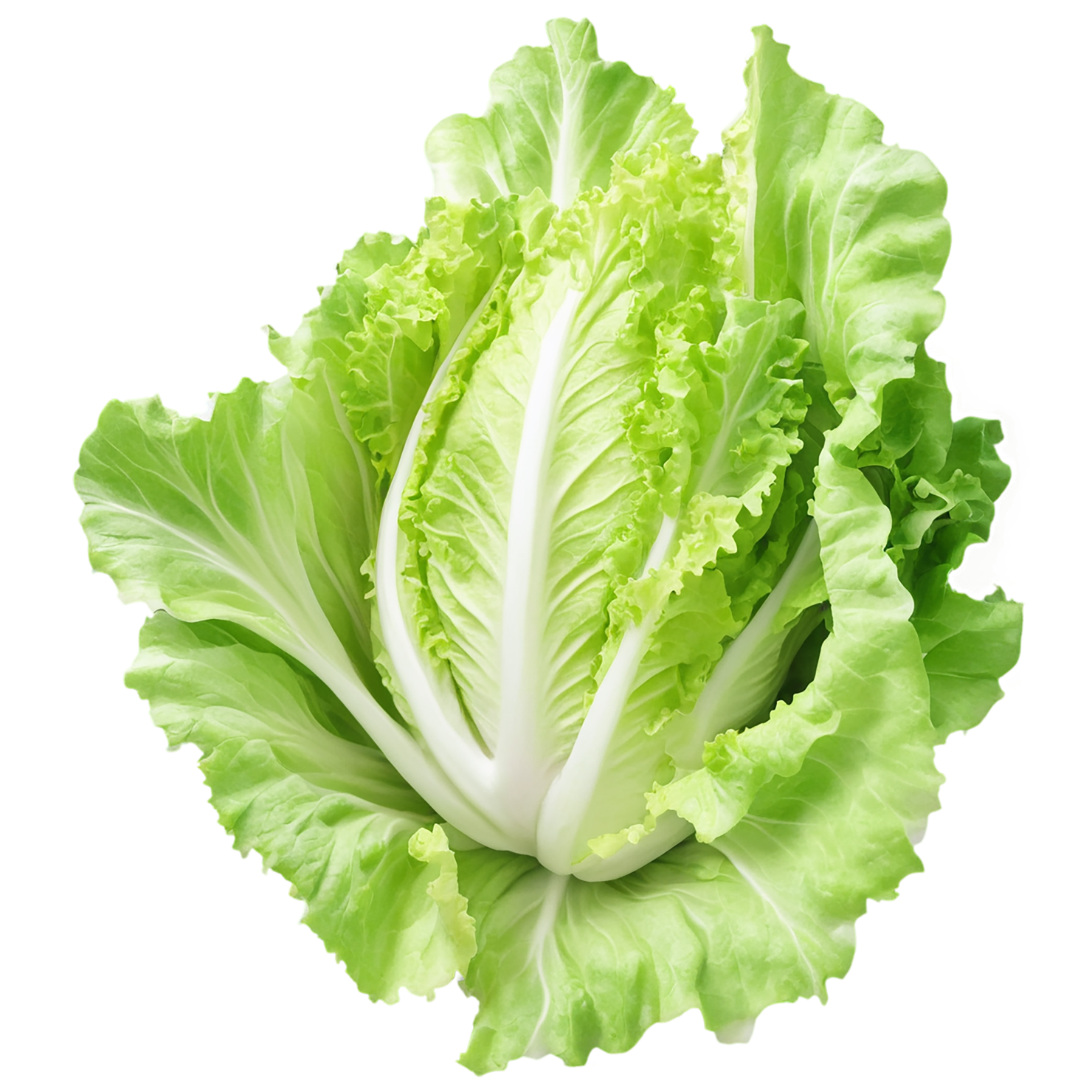 Lettuce vegetables isolated on transparent background #11636