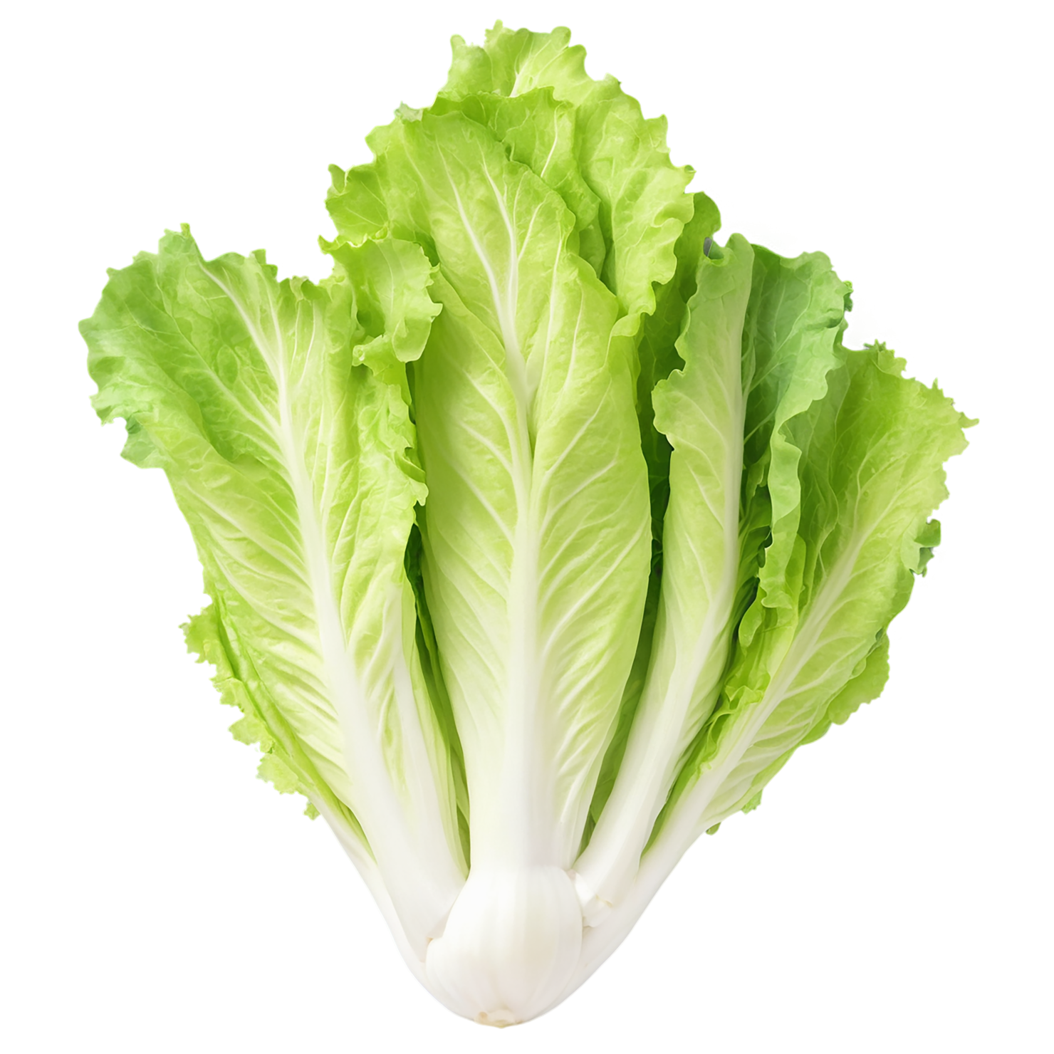 Lettuce vegetables isolated on transparent background #11638