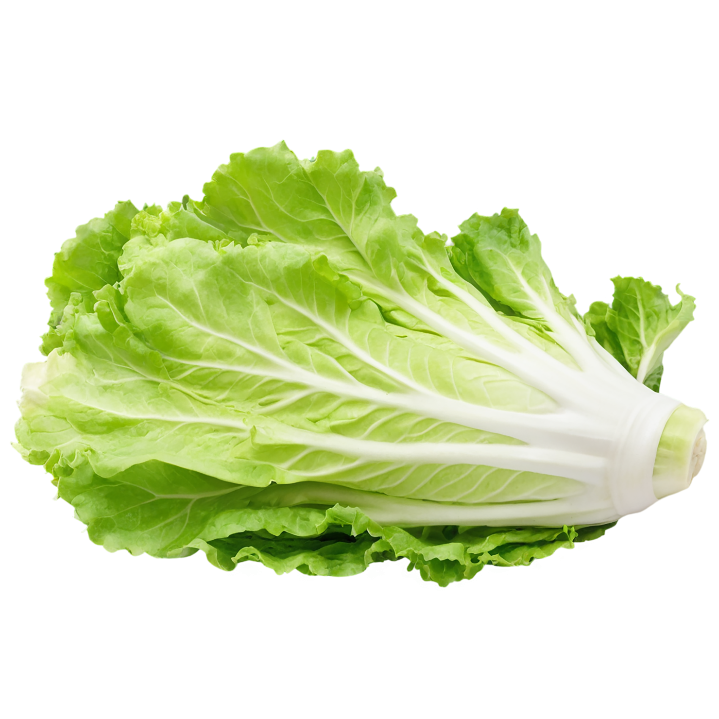 Lettuce vegetables isolated on transparent background #11646